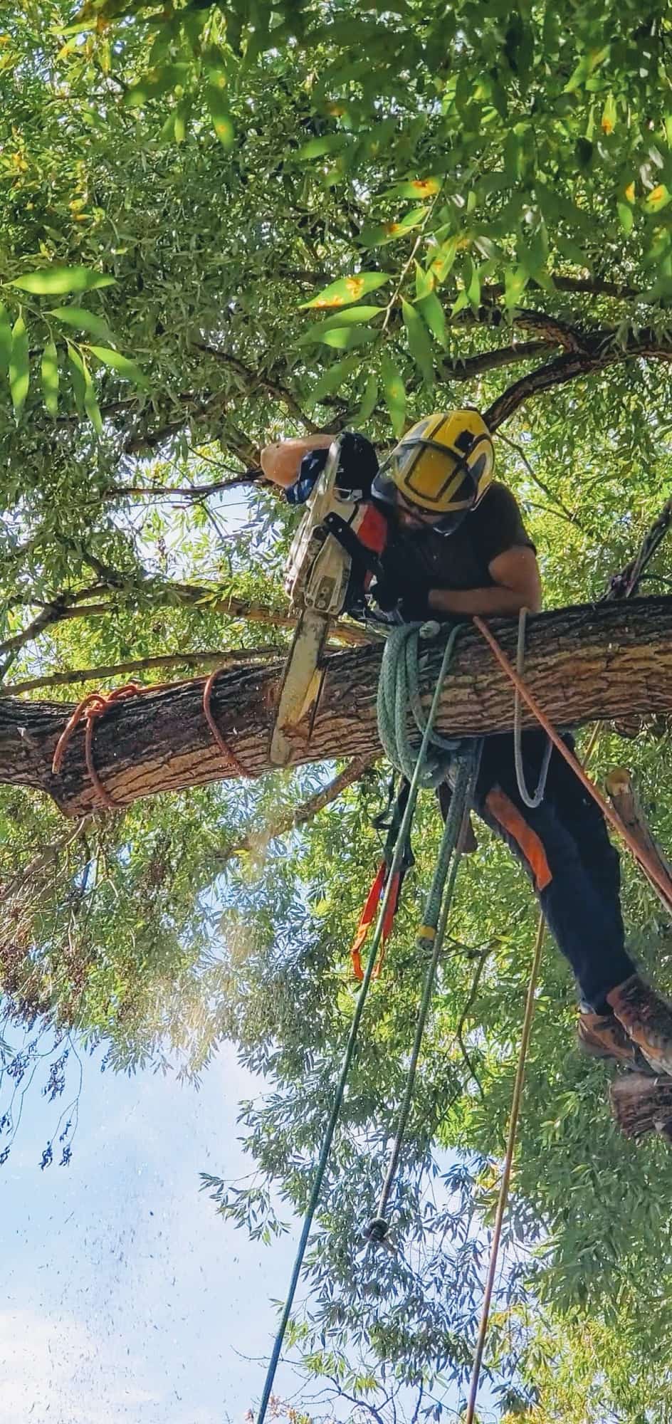 Climber high in the canopy making a precision cut with a chainsaw on a pruning job