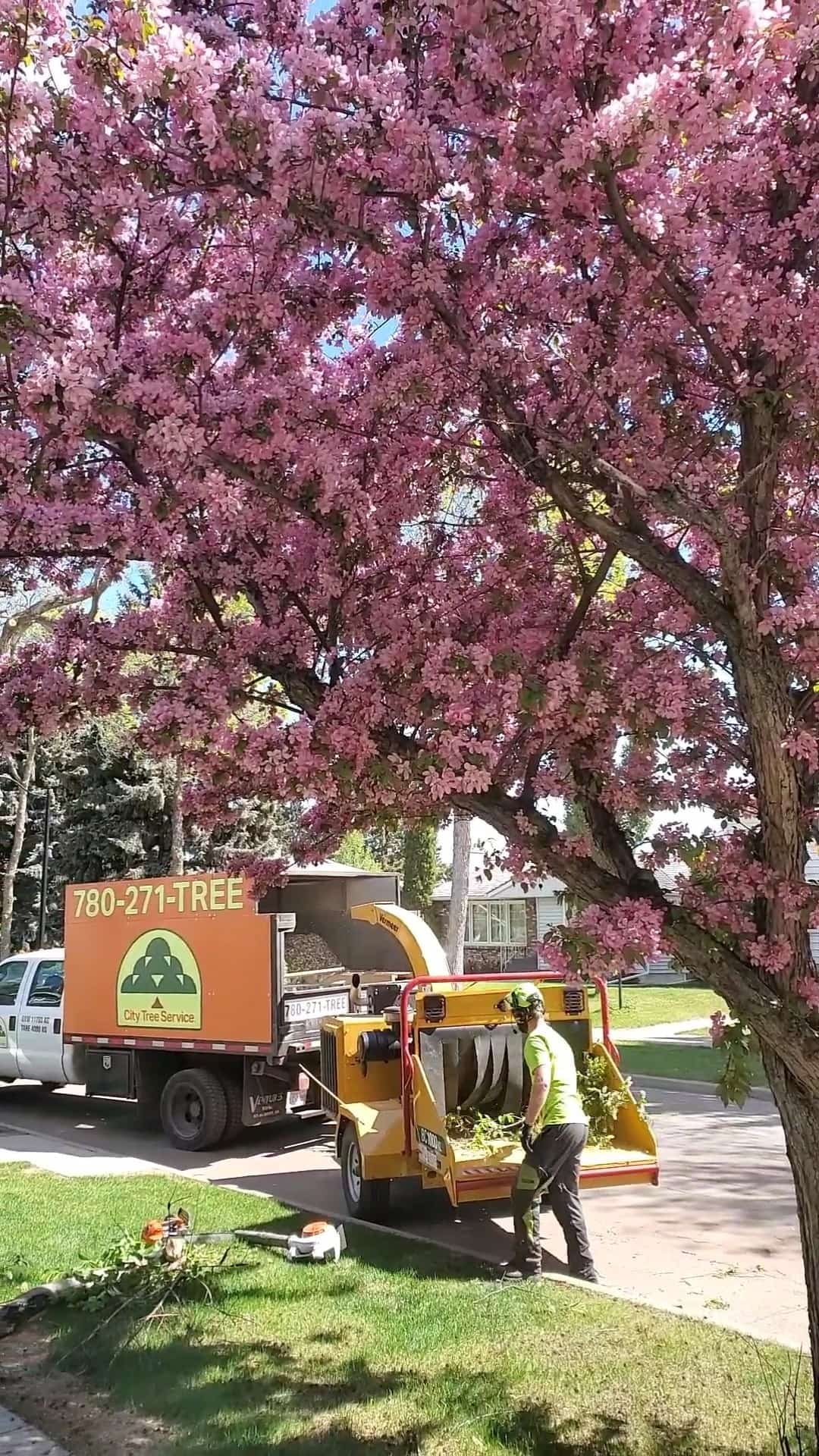 Crew chipping brush into the Vermeer beside the City Tree truck under a blooming crab apple