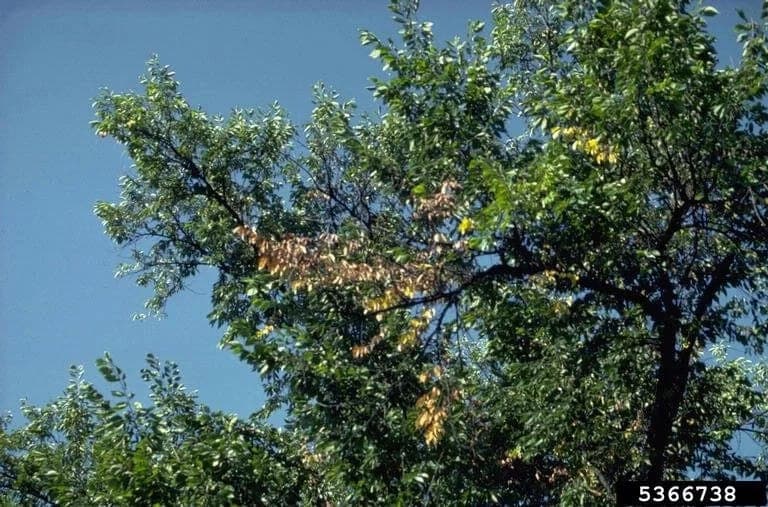 Elm branch with yellowed, wilting leaves against an otherwise green canopy — flagging, an early symptom of Dutch elm disease
