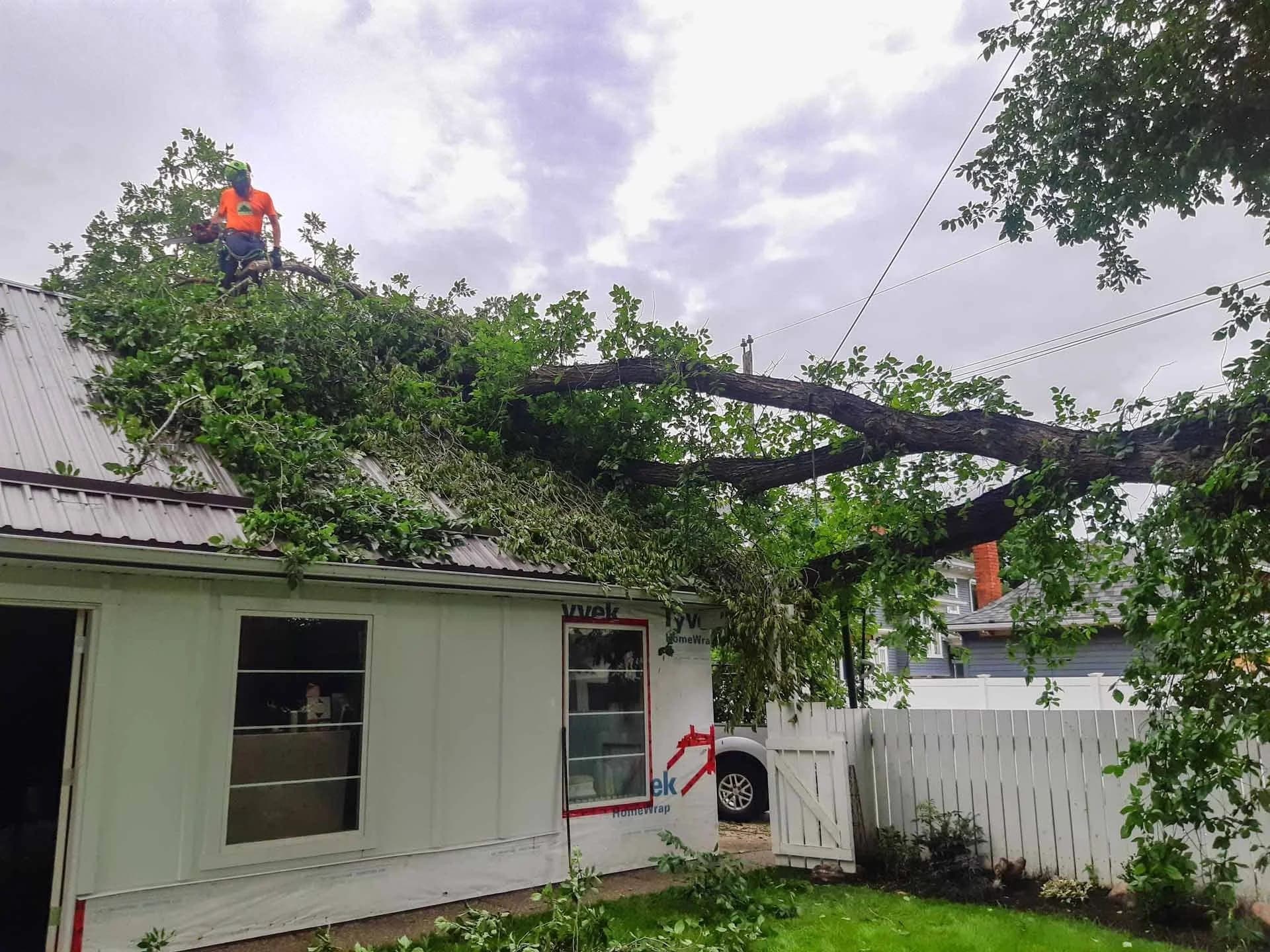 Storm-damaged tree being safely removed in an Edmonton residential yard