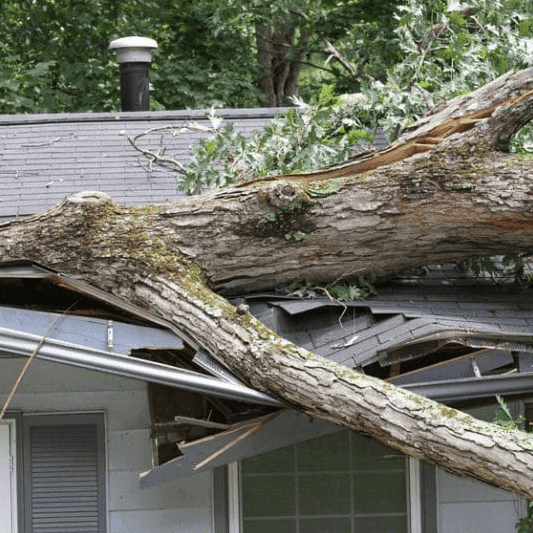 City Tree Service crew responding to an emergency in Edmonton