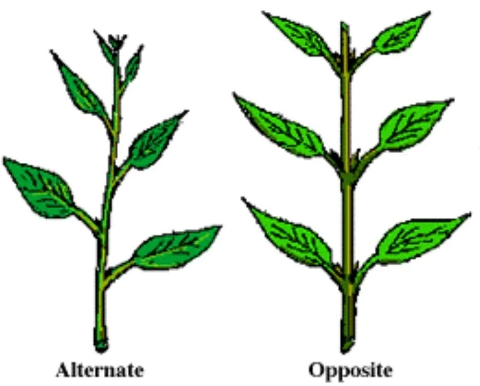 Different tree leaves used for species identification