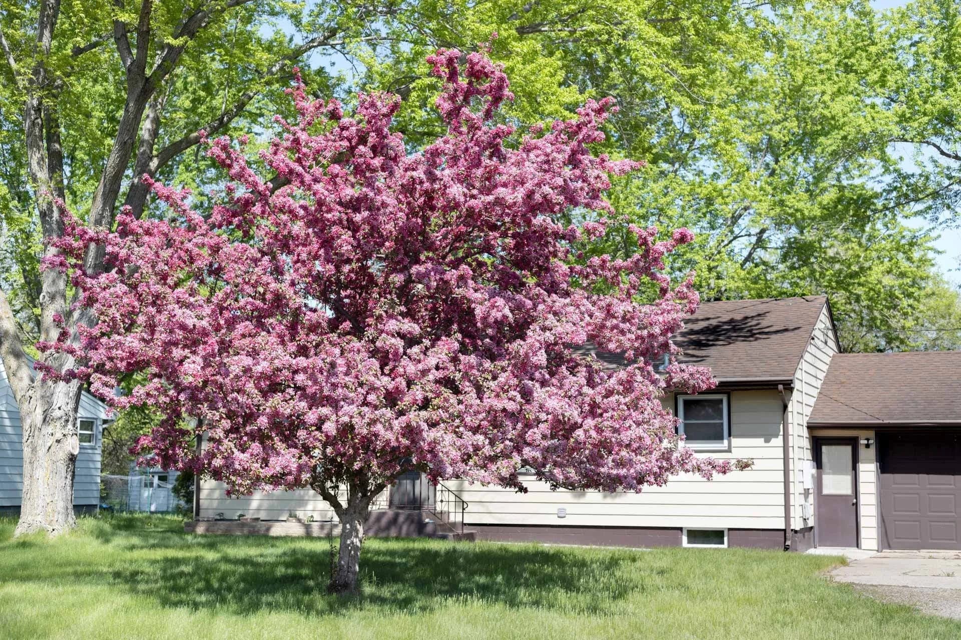 Mature low-maintenance trees thriving in an Edmonton yard