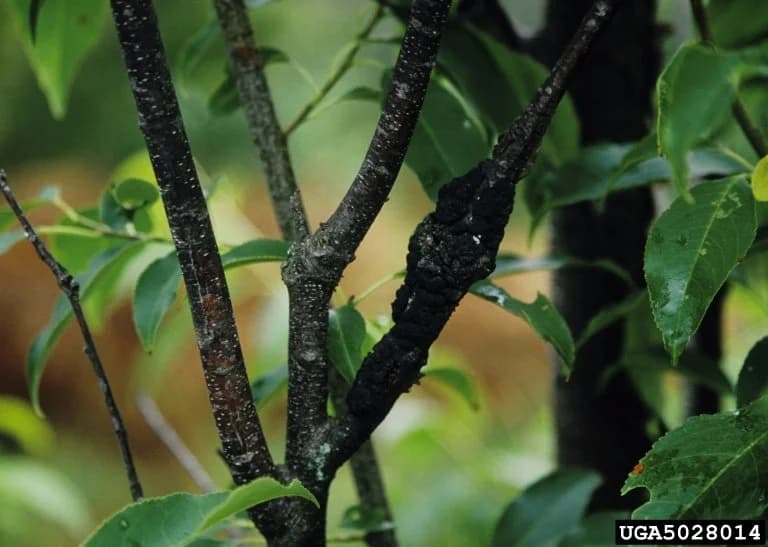 Diseased tree leaves and branches showing classic Edmonton tree disease symptoms