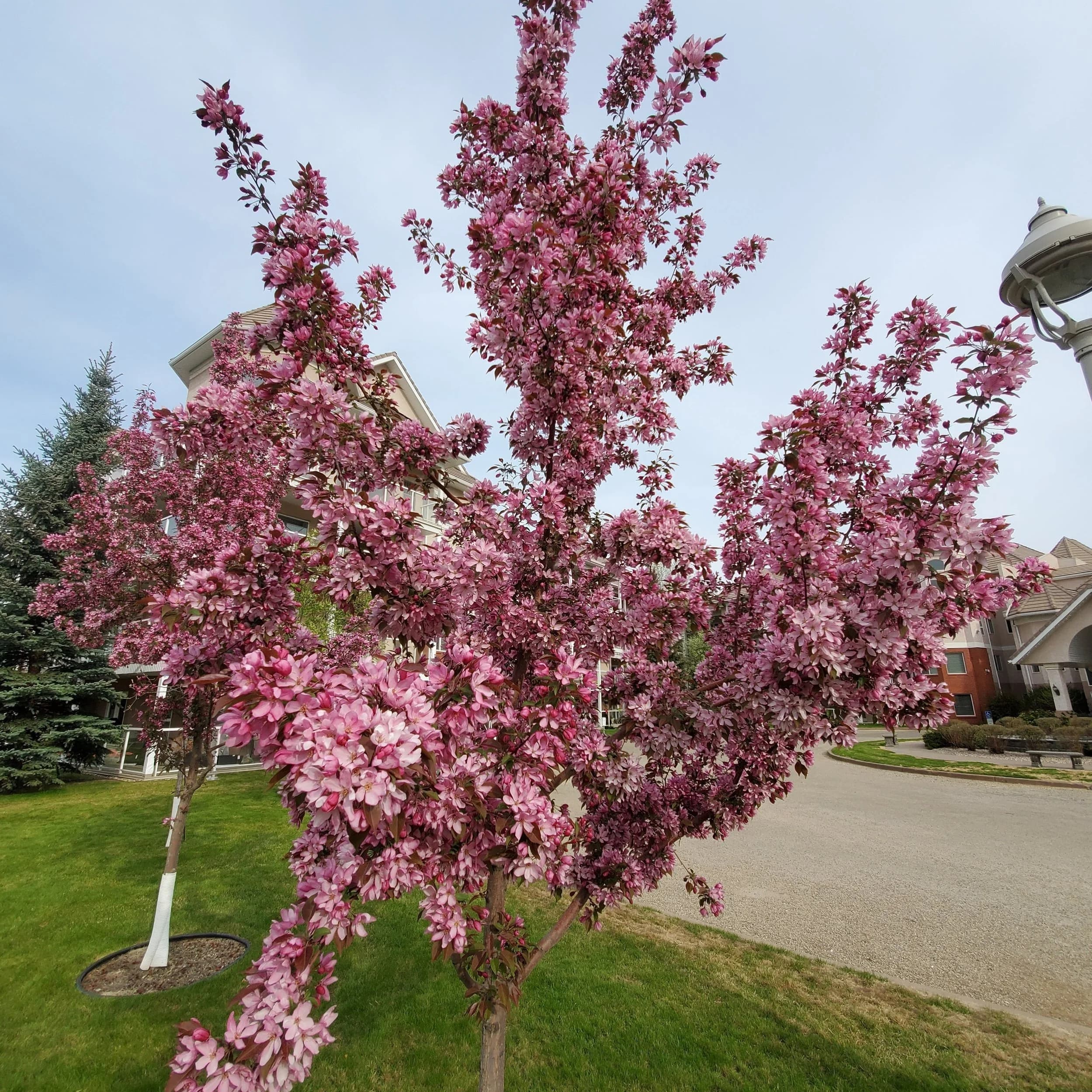 Healthy mature tree thriving in Edmonton's Zone 4a climate