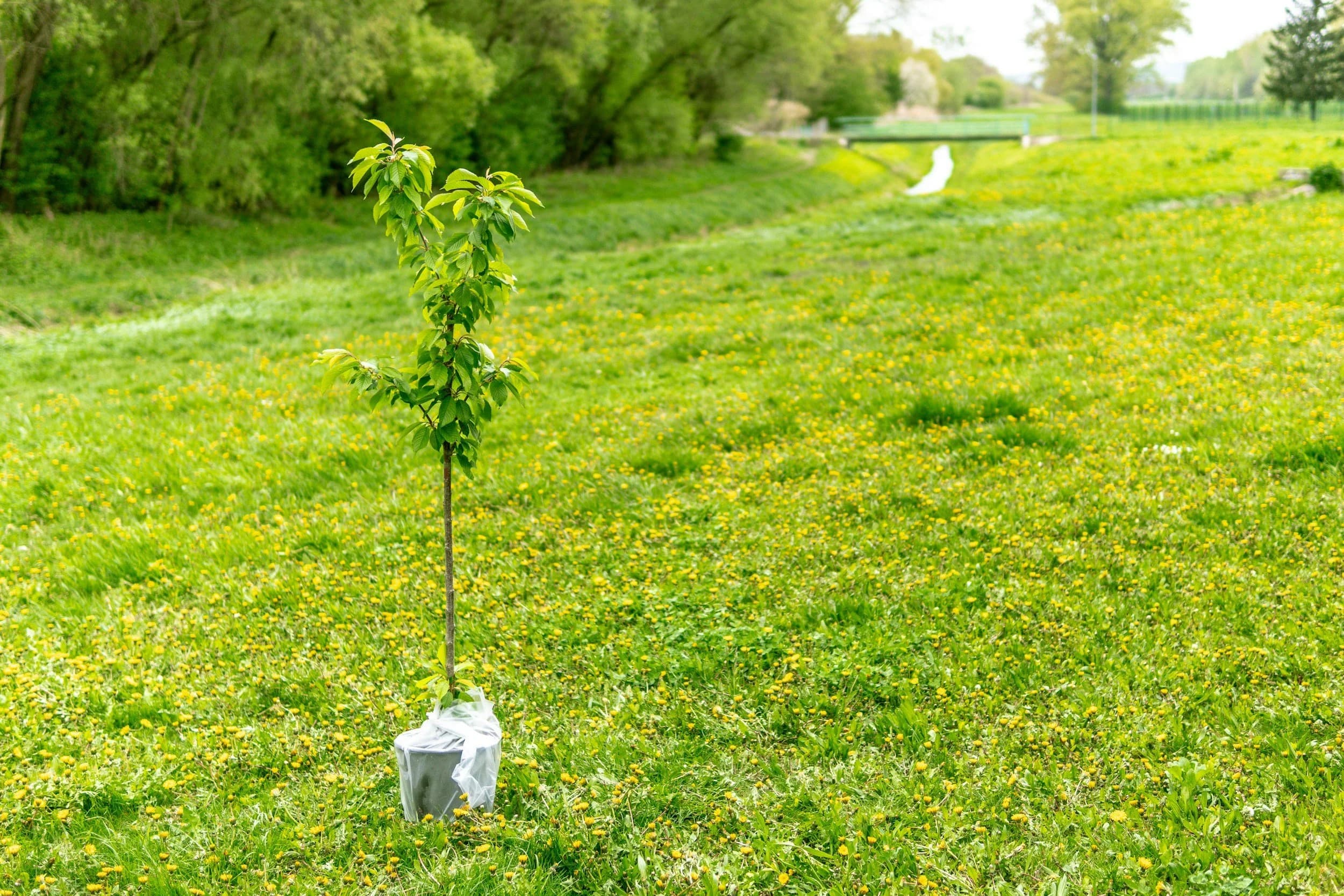 Newly planted tree in an Edmonton yard during the spring planting window
