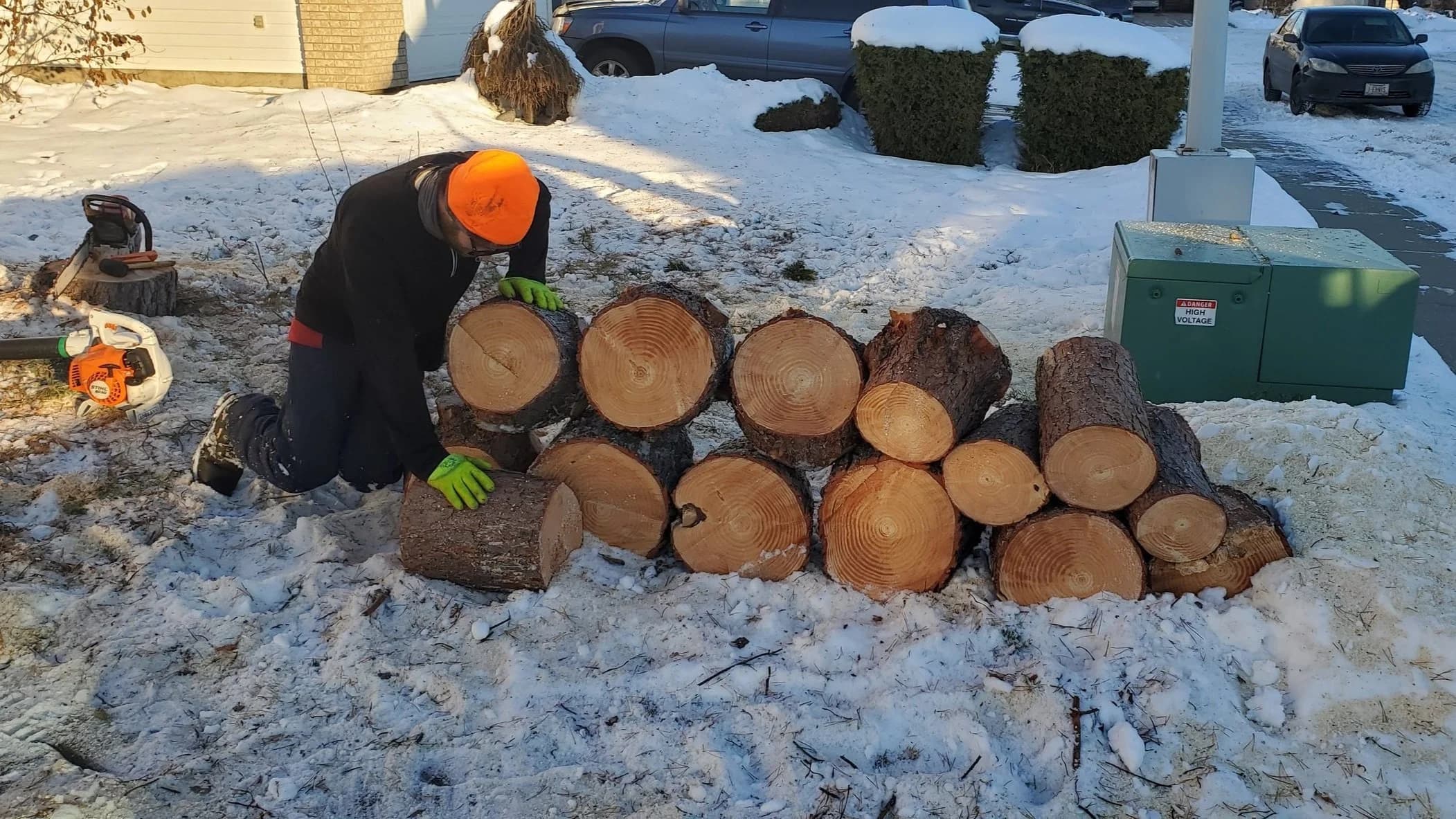 Young tree wrapped for winter protection in Edmonton