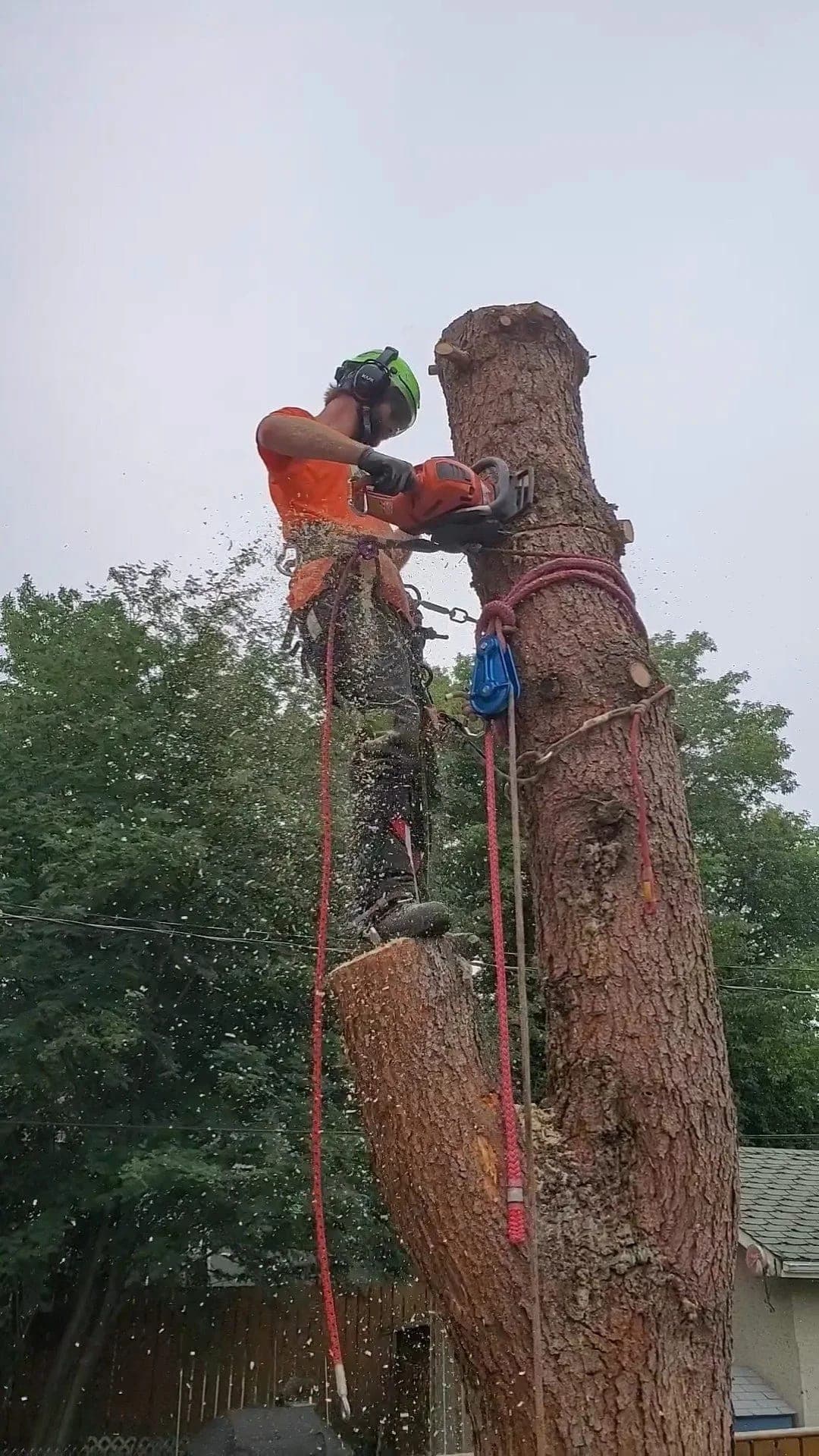 Tree removal in progress on an Edmonton residential property