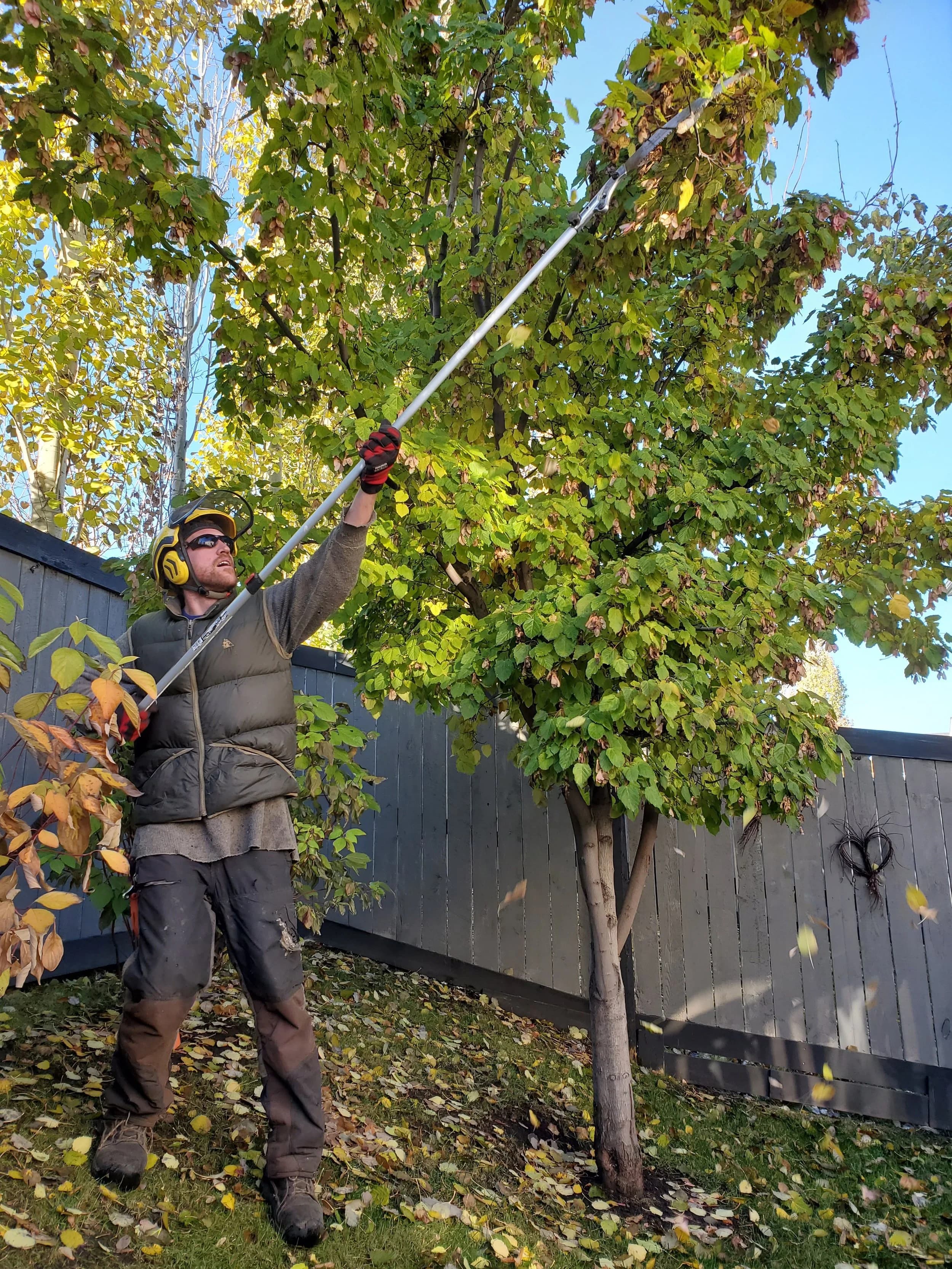 ISA-certified arborist making a clean structural pruning cut on an Edmonton tree