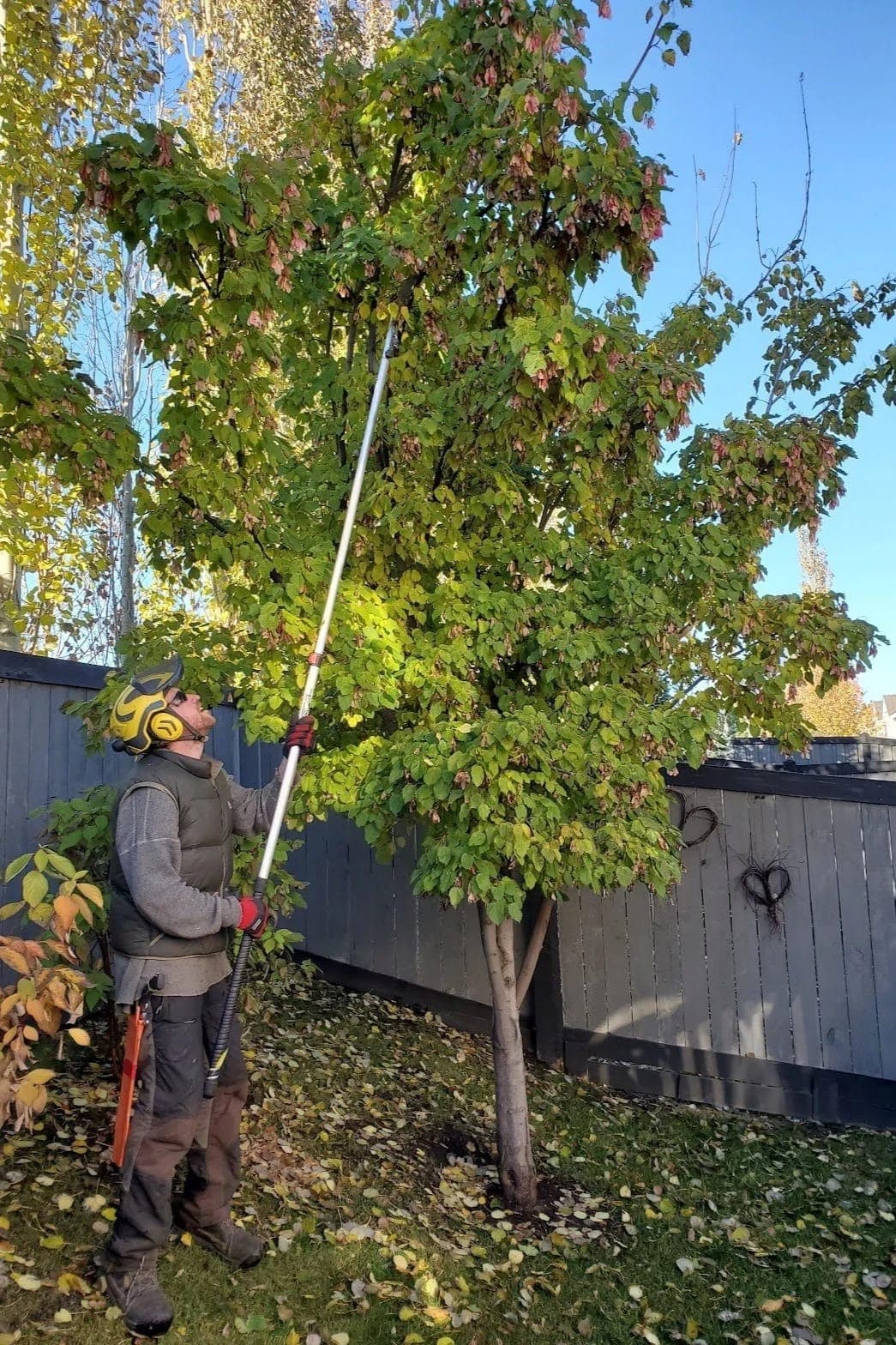 ISA-certified arborist working on a tree in Edmonton