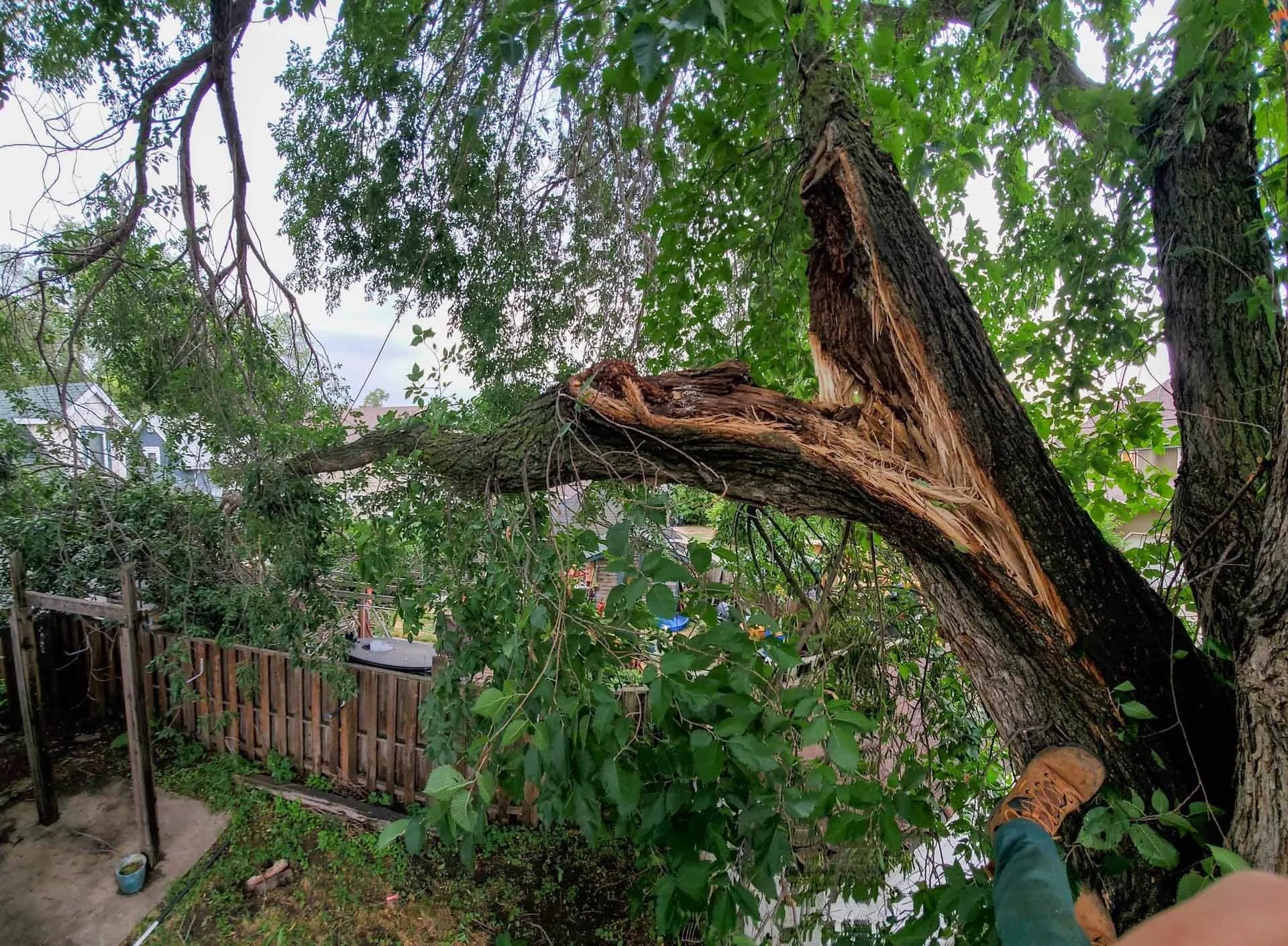 ISA-certified arborist assessing a mature tree in Edmonton for removal vs preservation