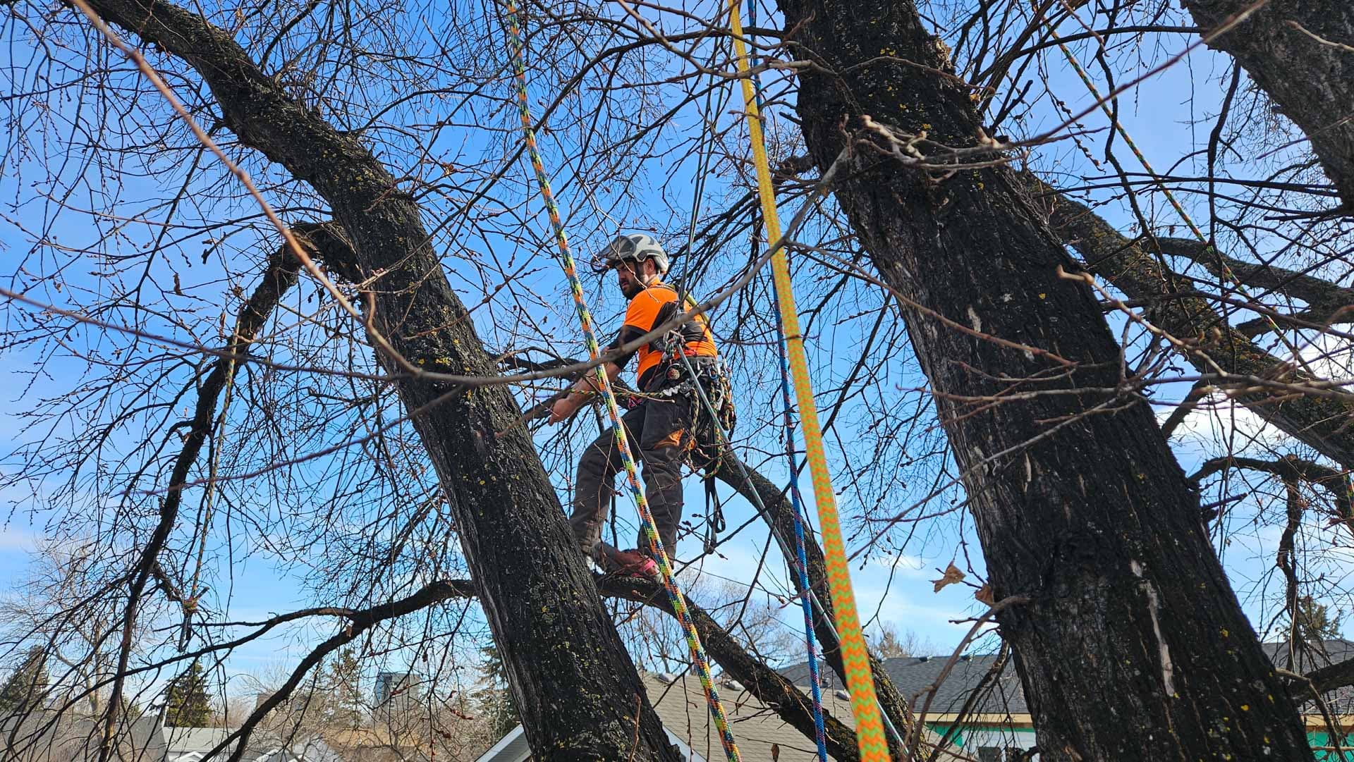 A climbing arborist roped into the canopy of a bare deciduous tree during the dormant season in Edmonton