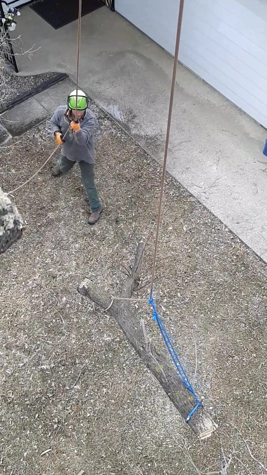 City Tree Service arborist rigging down a large limb from a mature tree