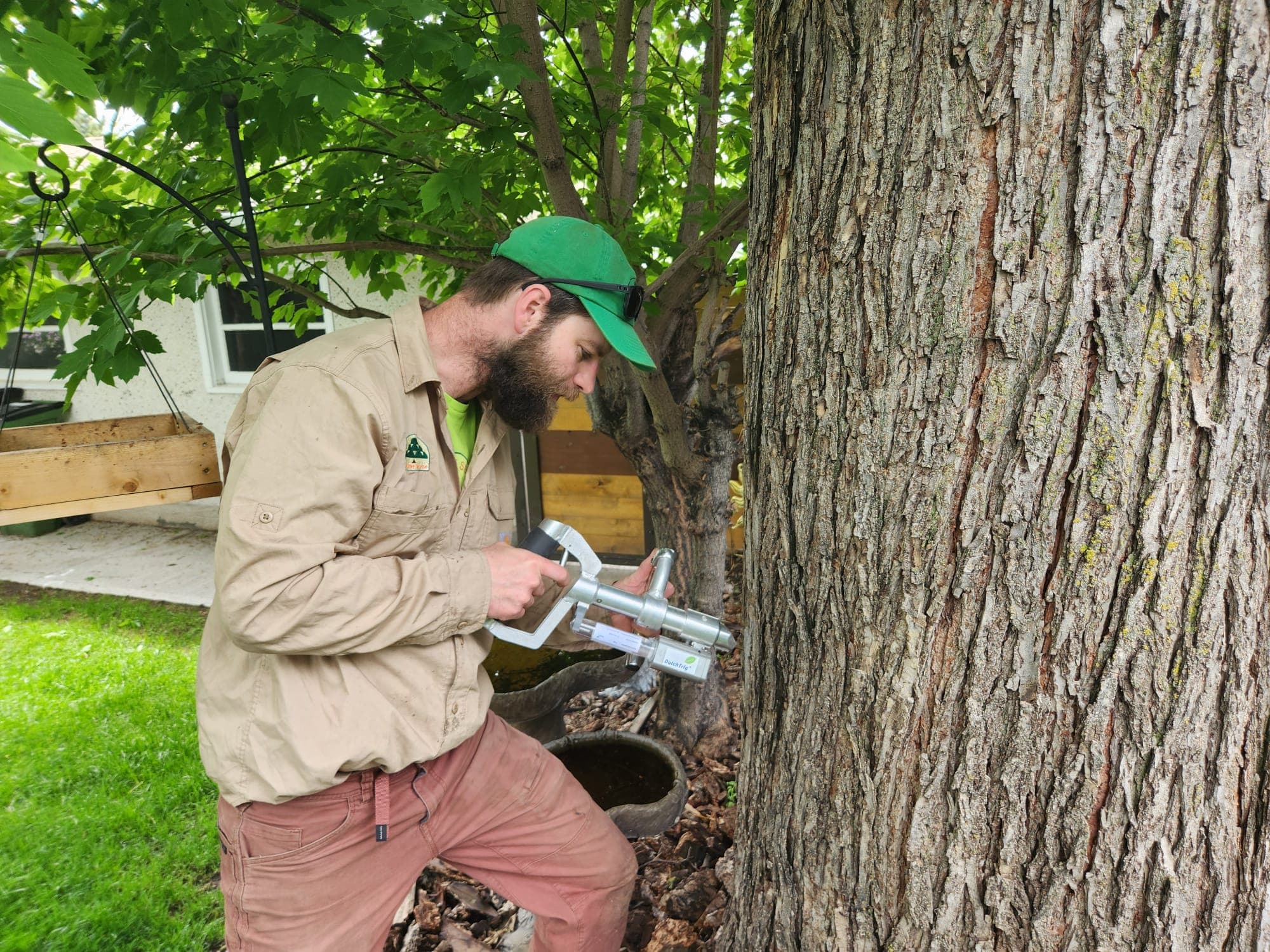 Professional Dutch Trig trunk injection on a mature American elm in Edmonton