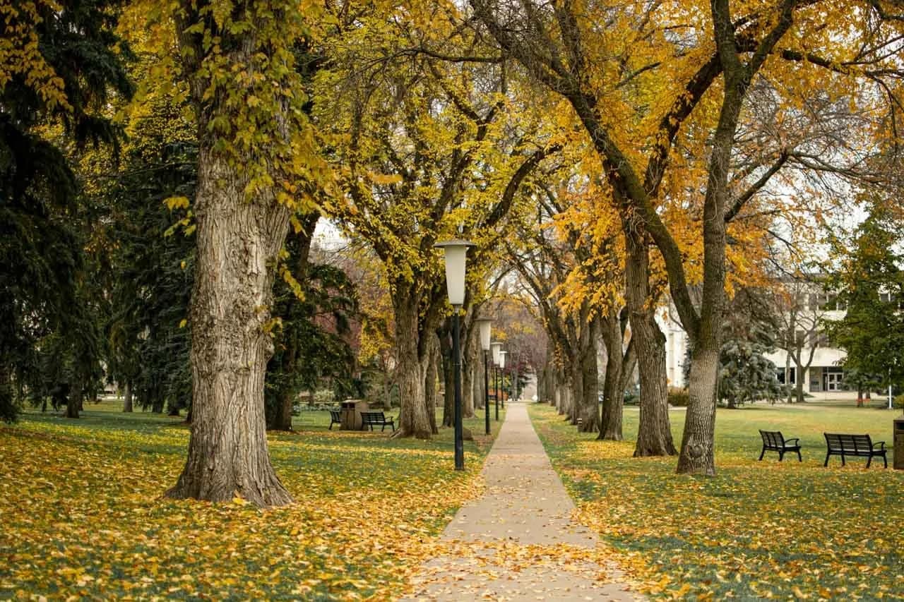 Tree-lined pathway in autumn in central Edmonton