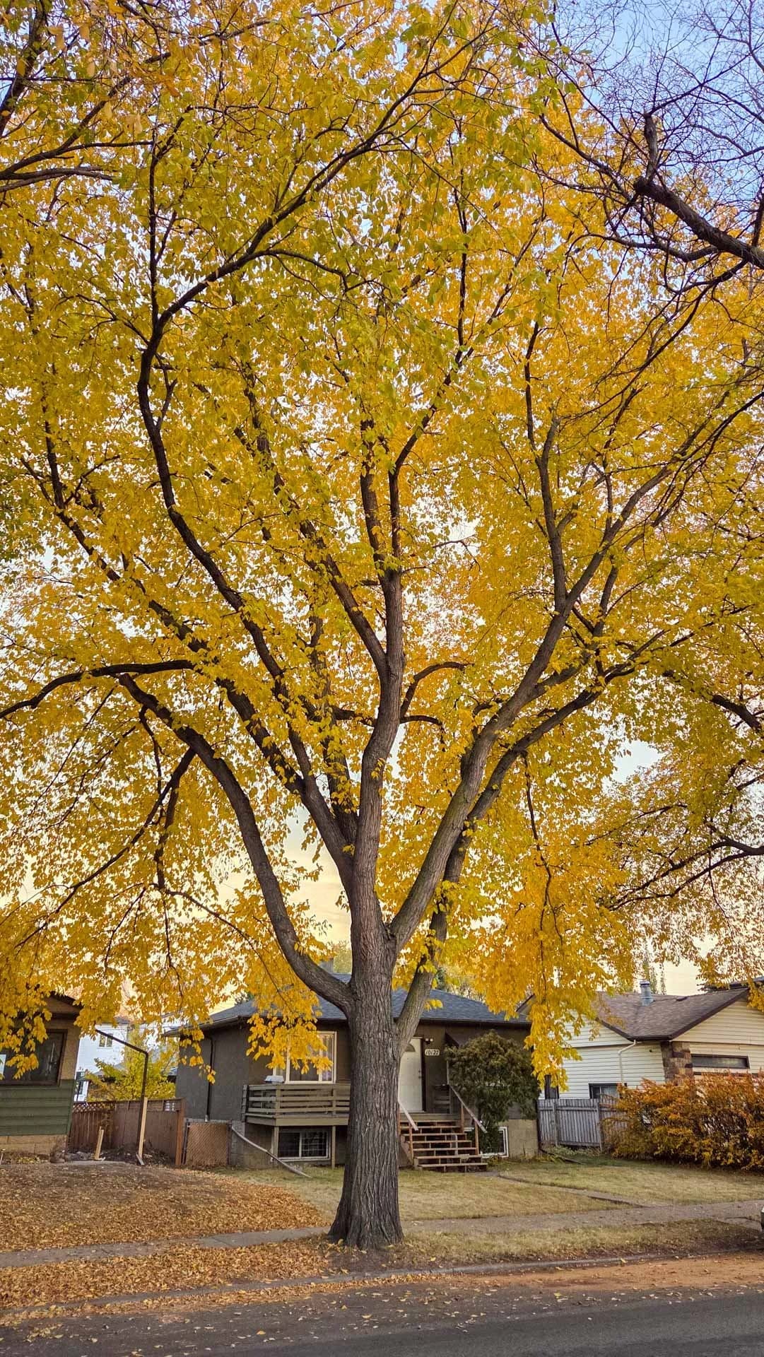Mature tree canopy in Capilano, Edmonton