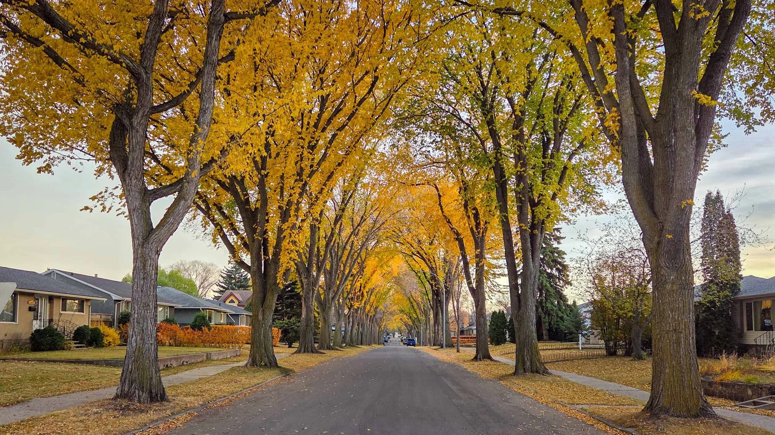 Mature trees along a residential street in East Edmonton