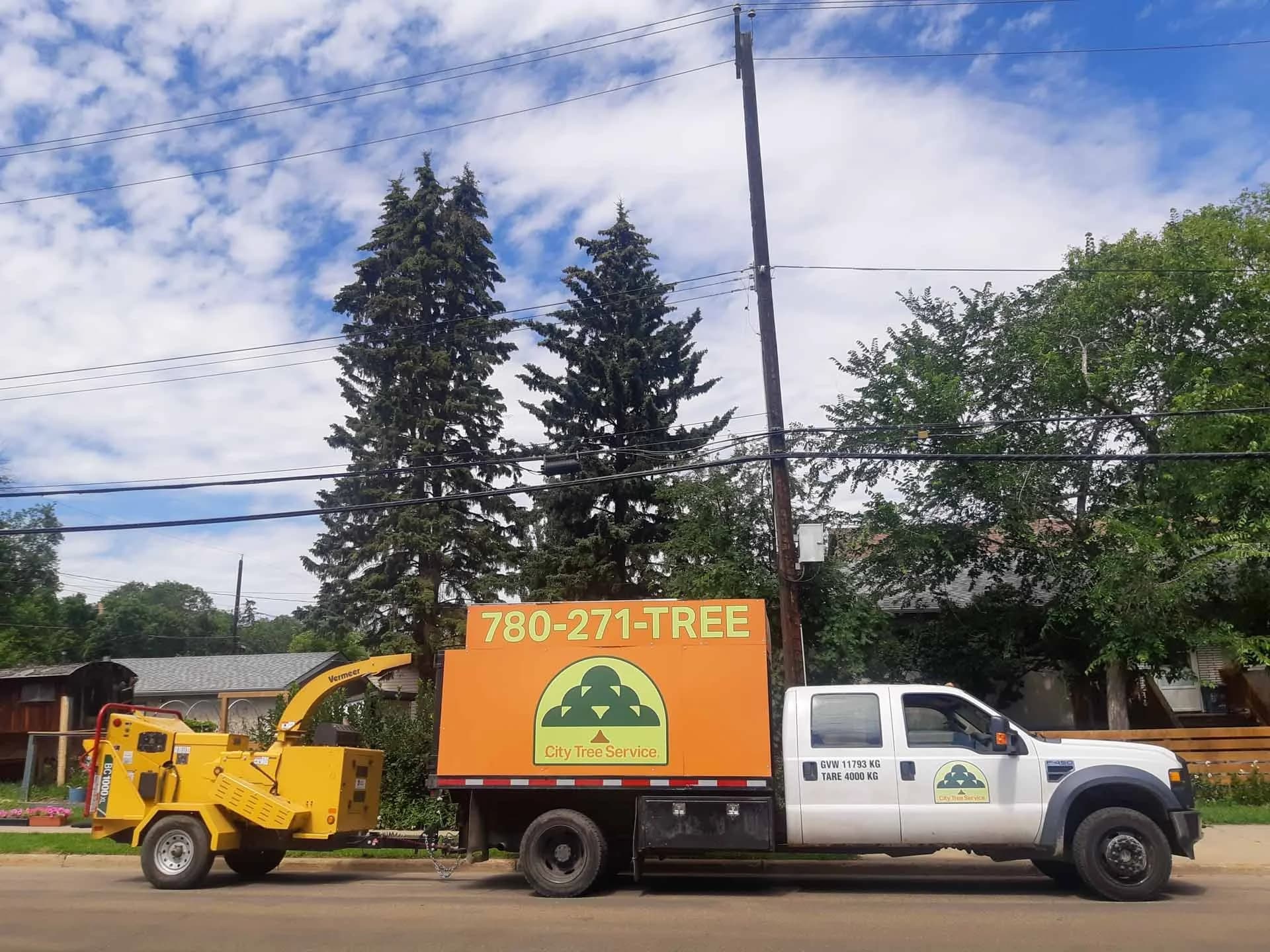 Mature tree in Riverdale, Edmonton