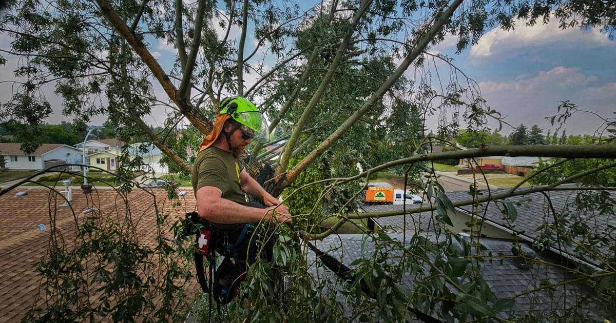 Mature healthy tree in an Edmonton yard across the seasons