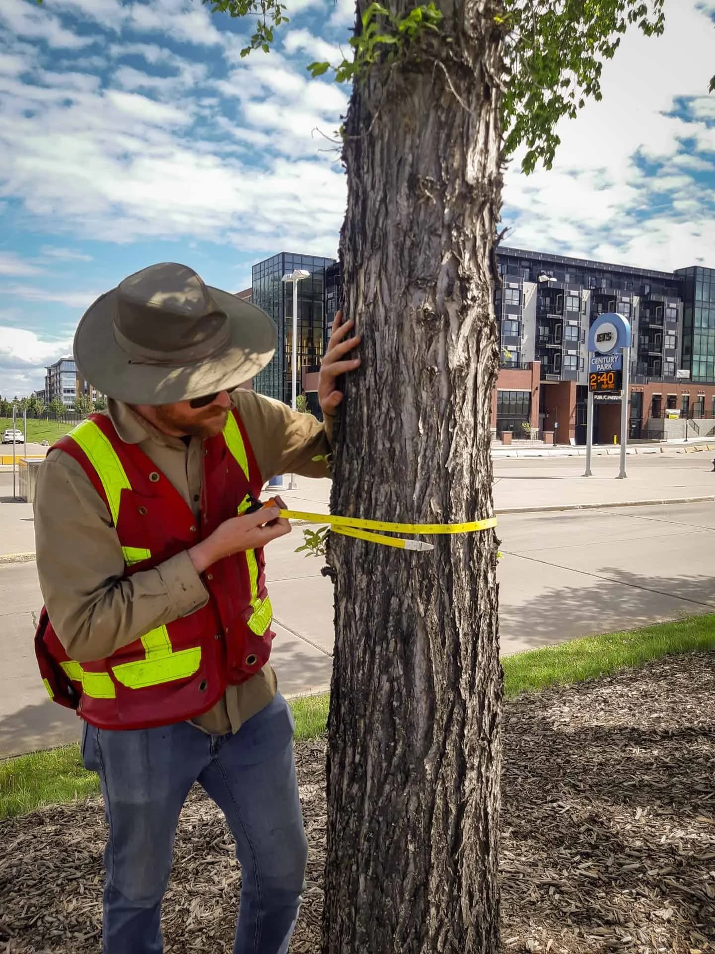 ISA-certified arborist measuring tree circumference for a written report