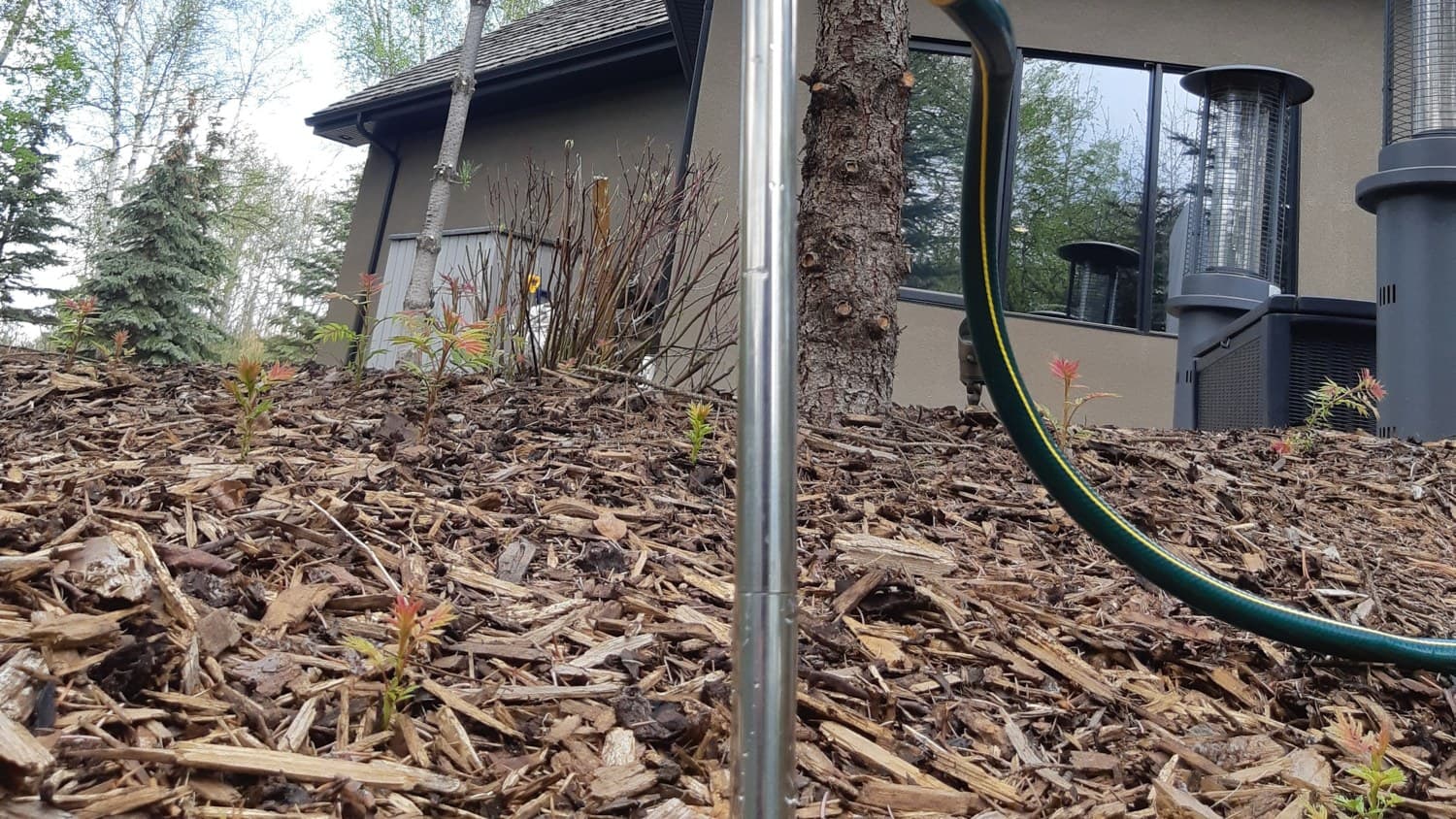Soil injection probe in a mulched root zone next to a mature spruce in Edmonton