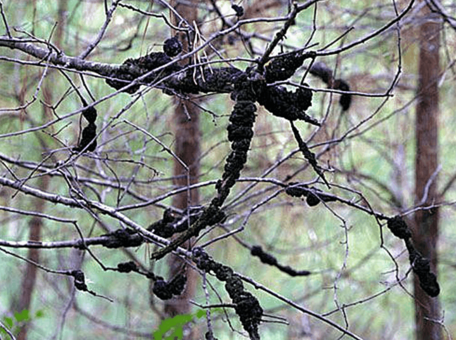 Black knot fungus visible on a chokecherry tree branch in Edmonton