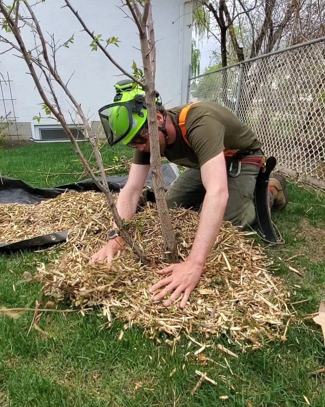 Newly planted tree with proper mulch ring in an Edmonton yard