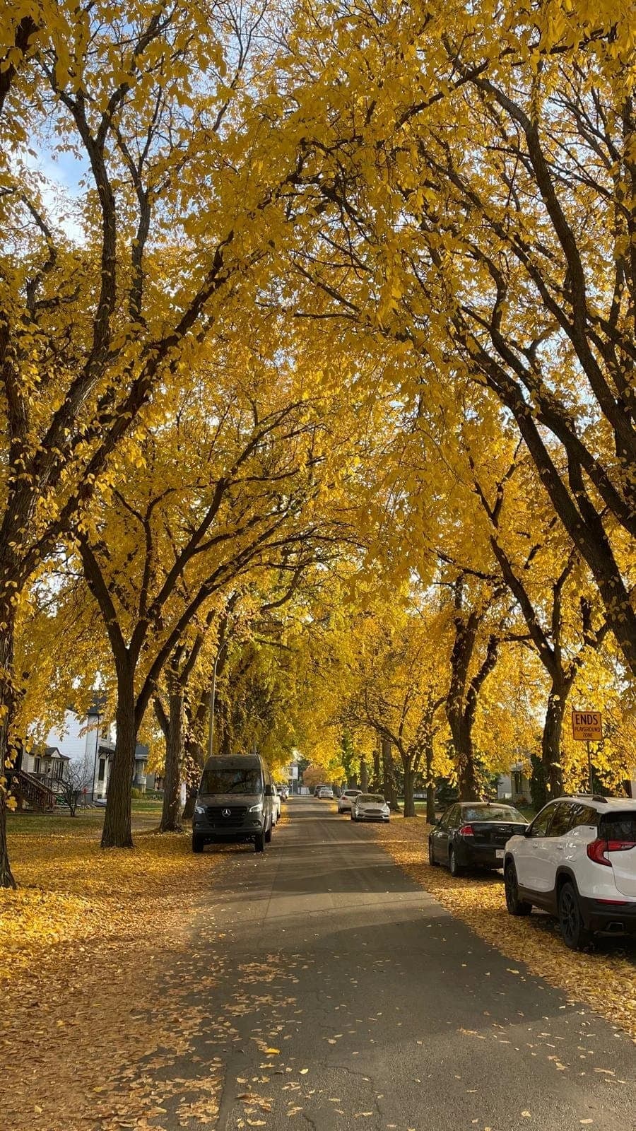 Mature American elm tree in Edmonton with characteristic vase-shaped canopy