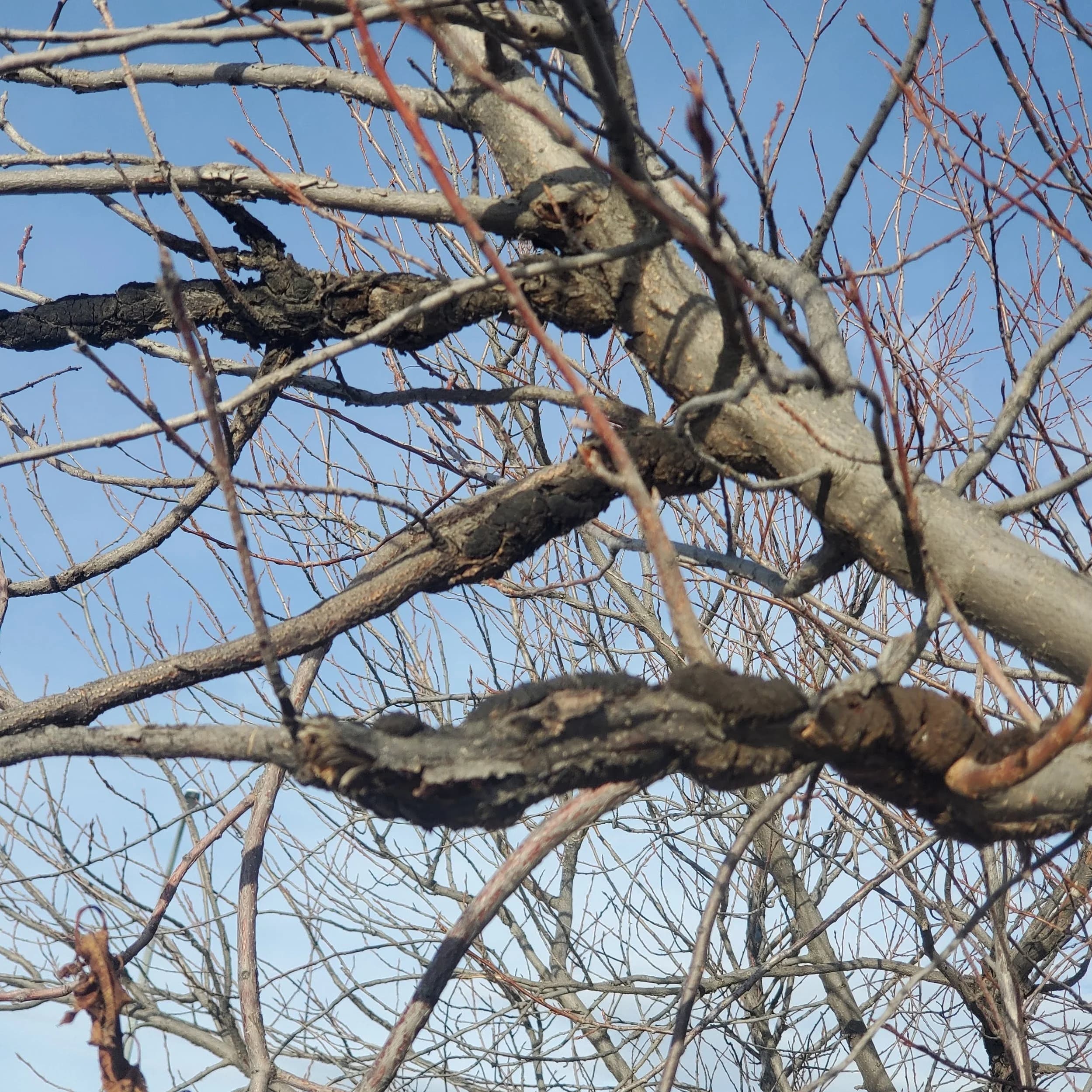 Arborist diagnosing tree disease symptoms on an Edmonton tree