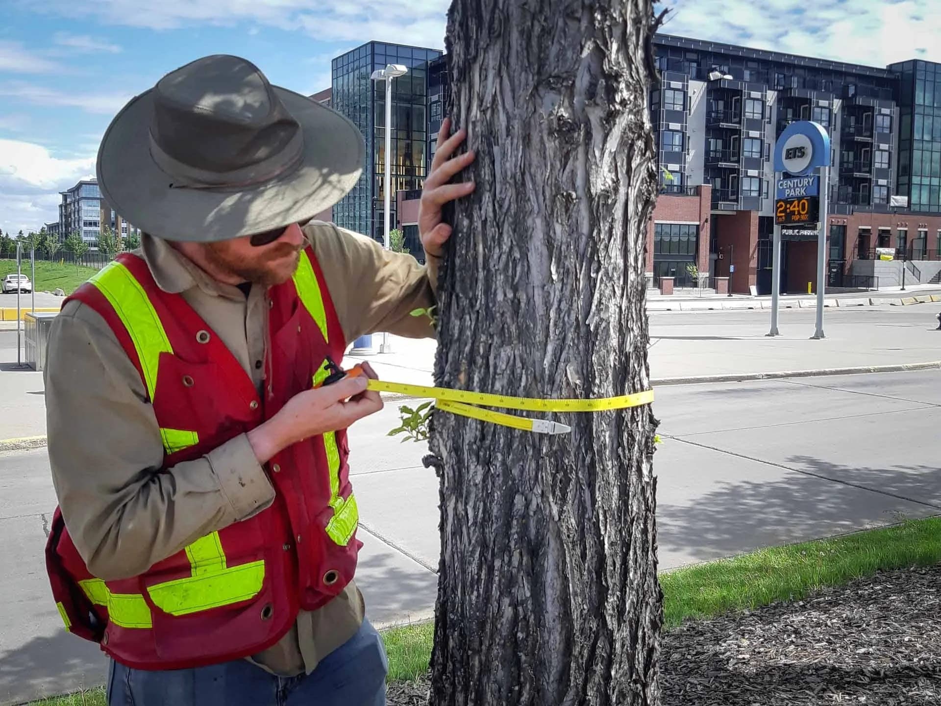 Tree protection fencing around mature trees on an Edmonton construction site
