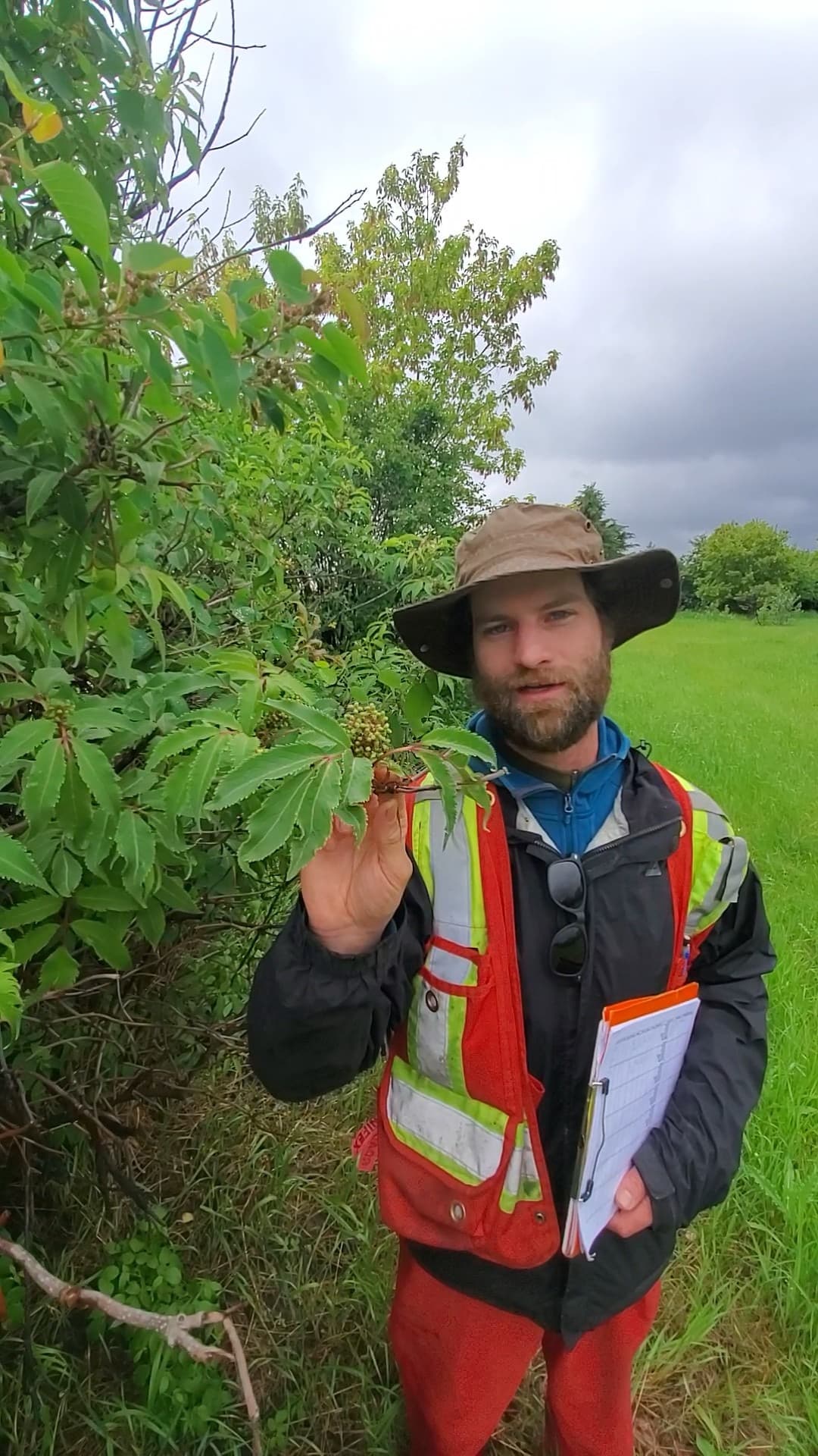 Professional Dutch Trig trunk injection on a mature American Elm in Edmonton