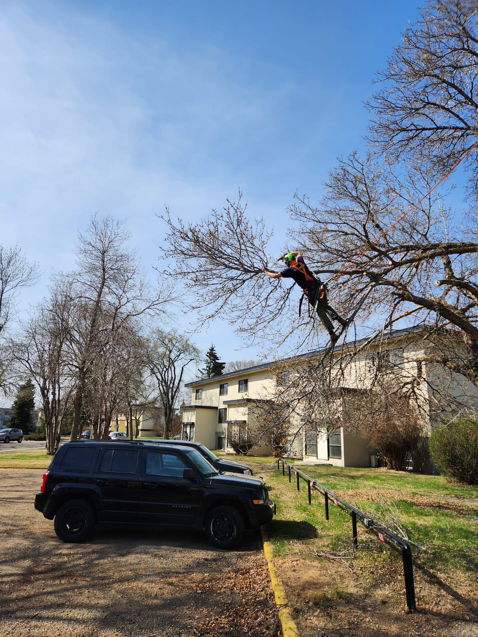 ISA-certified arborist making a structural pruning cut on a mature elm in Edmonton
