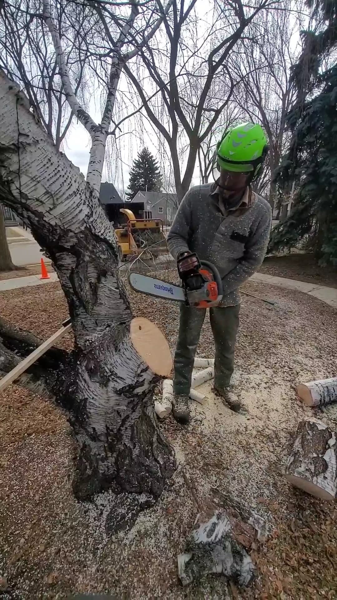 Climbing arborist sectioning down a large spruce removal in an Edmonton residential yard
