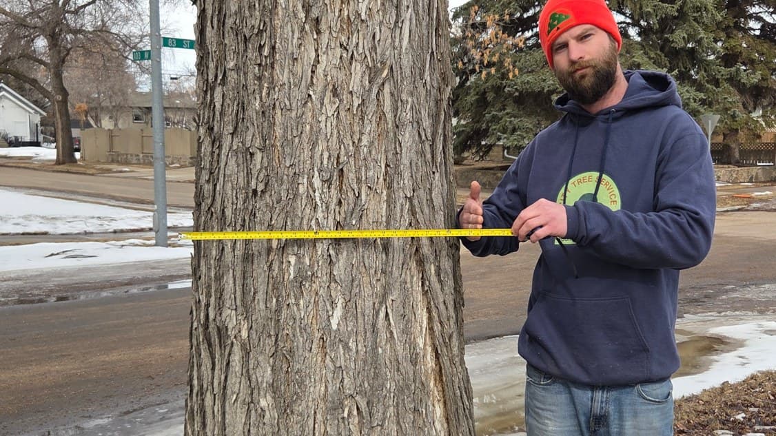 City Tree Service crew measuring the trunk diameter of a mature American elm on an Edmonton street