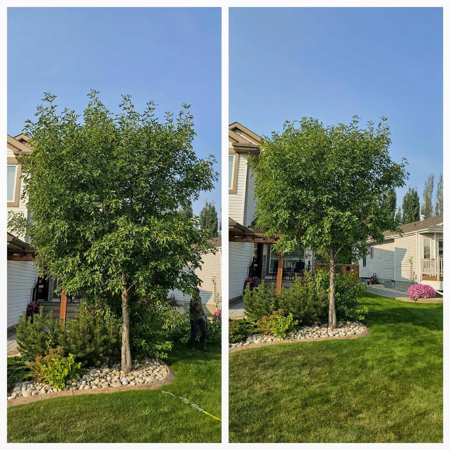Selective crown thinning on a mature spruce in central Edmonton