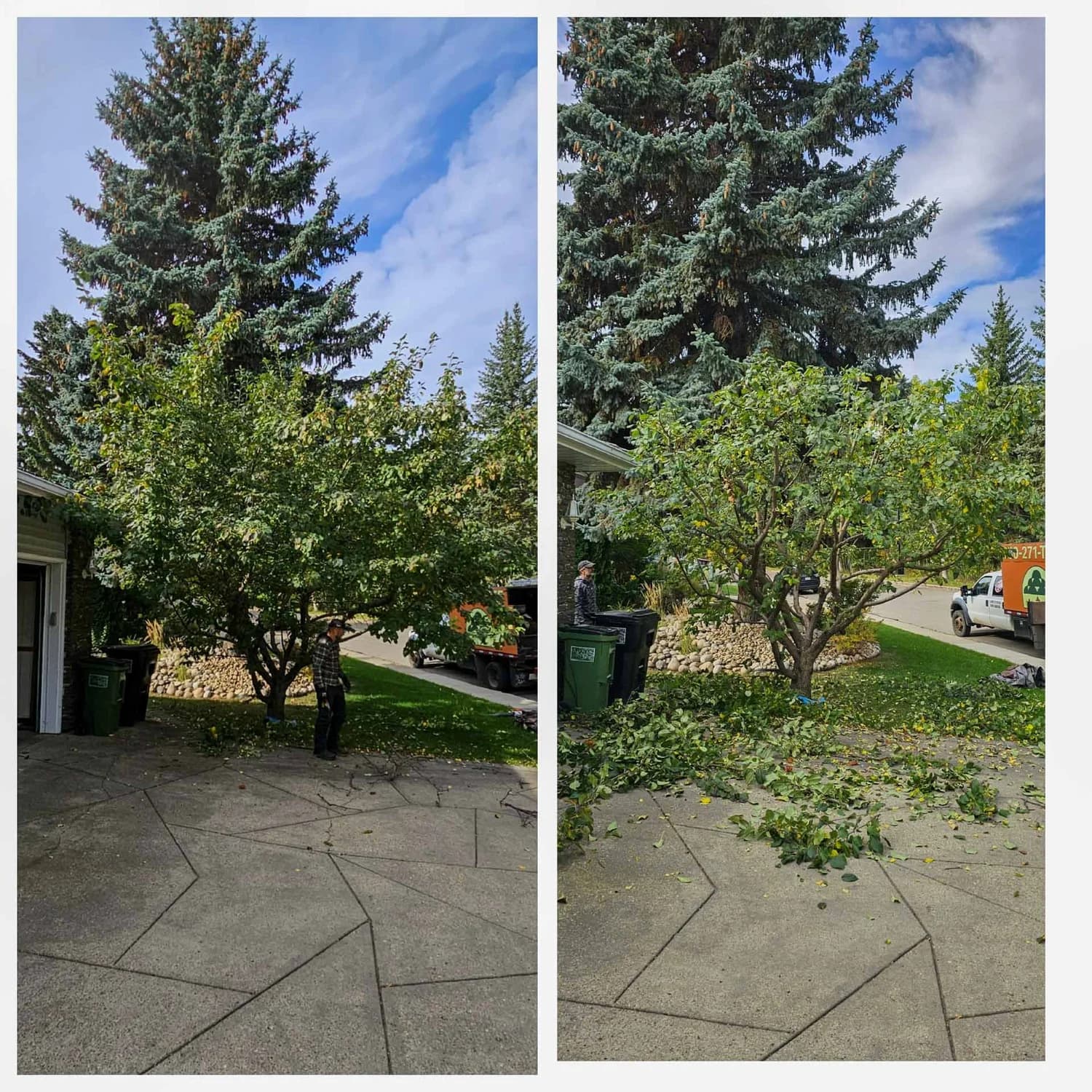 Climbing arborist working in a heritage Edmonton tree