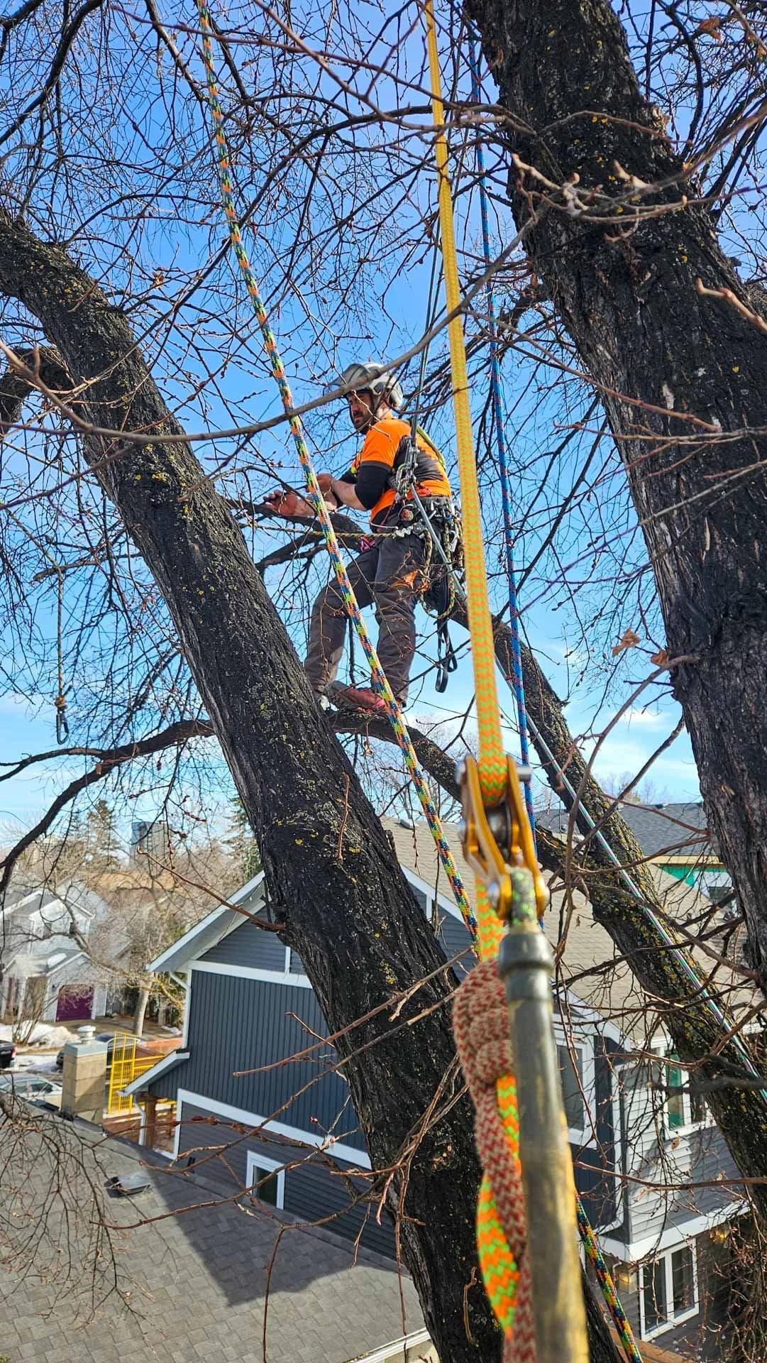 Structural pruning on a young deciduous tree