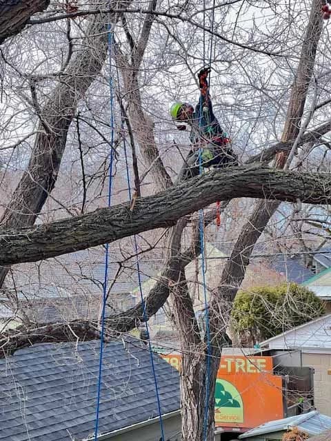 ISA-certified arborist making a precision cut