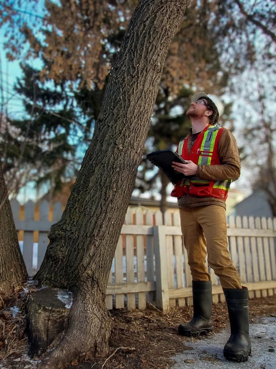 ISA-certified arborist inspecting bark and canopy of an Edmonton tree for disease