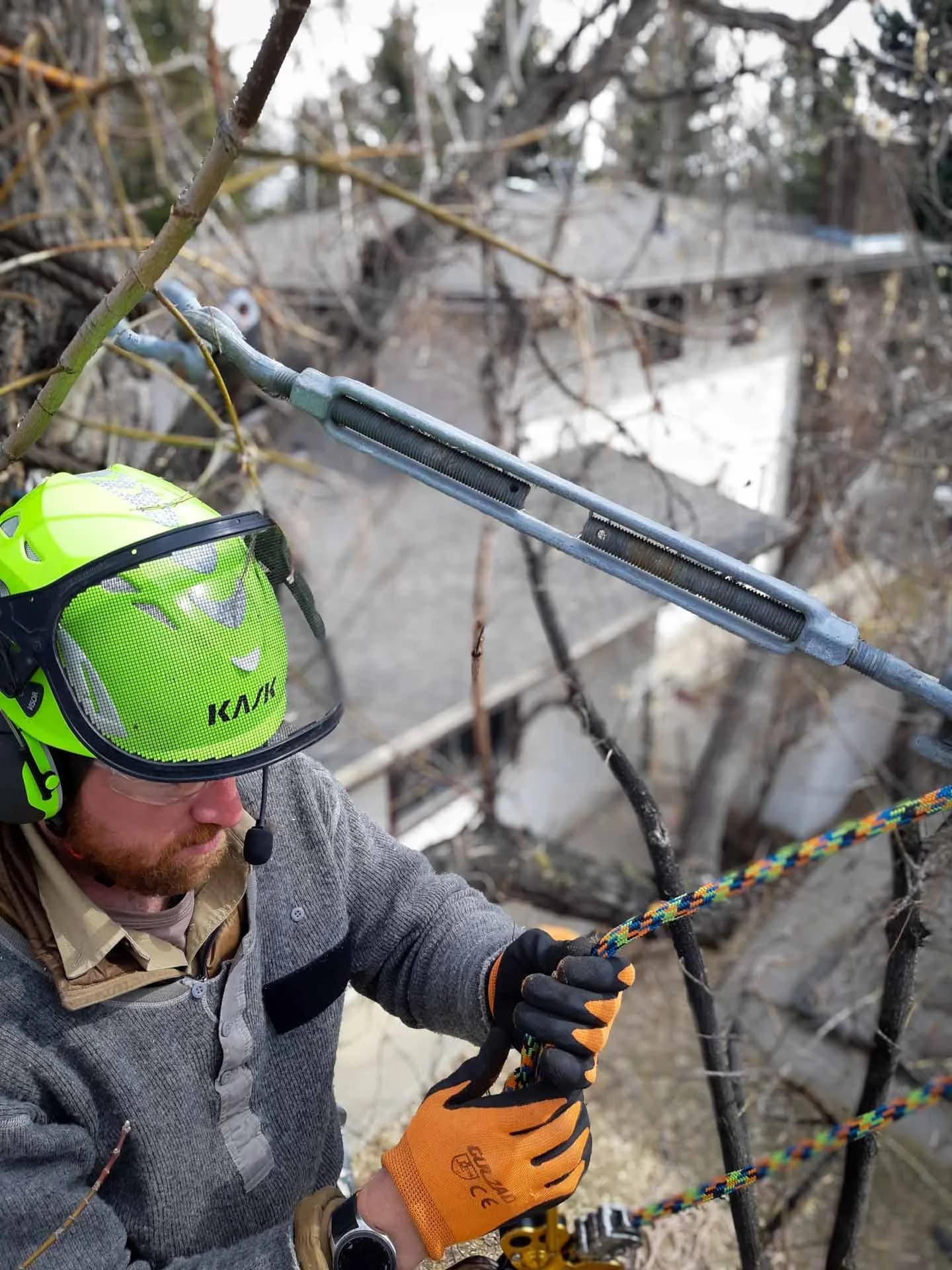 Close inspection of a mature tree's trunk and root flare in Edmonton