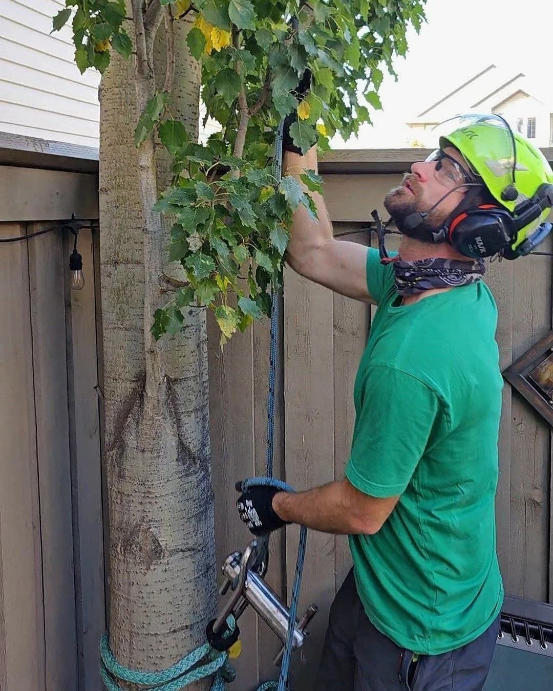 Tree health diagnosis on a residential Edmonton property