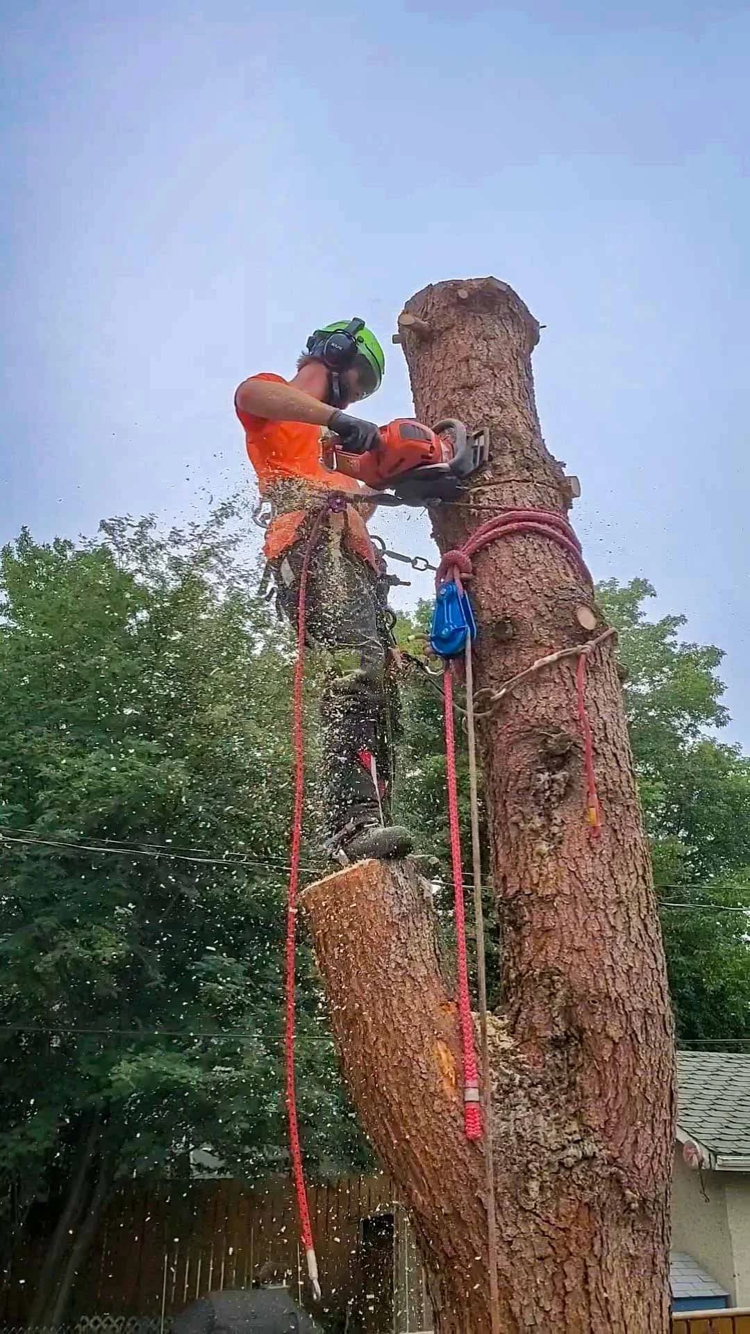 ISA-certified climbing arborist removing a large tree in Edmonton