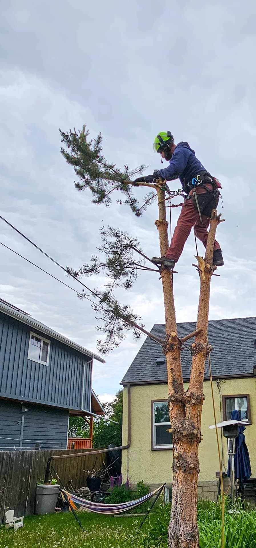 City Tree Service crew completing a tight-access removal in Edmonton