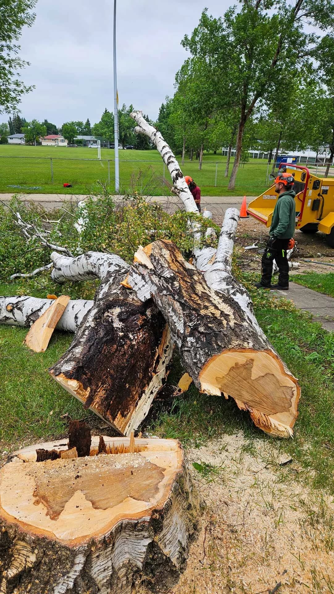 Sectional rigging on a residential tree removal