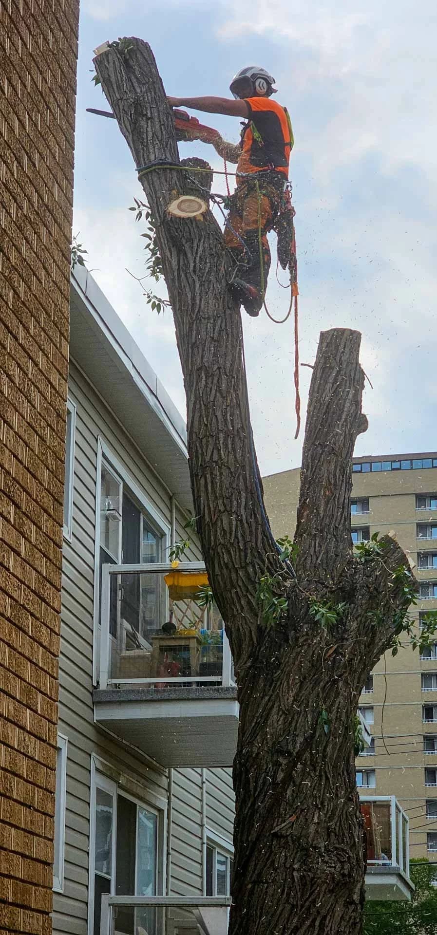 Edmonton arborist sectioning a spruce removal