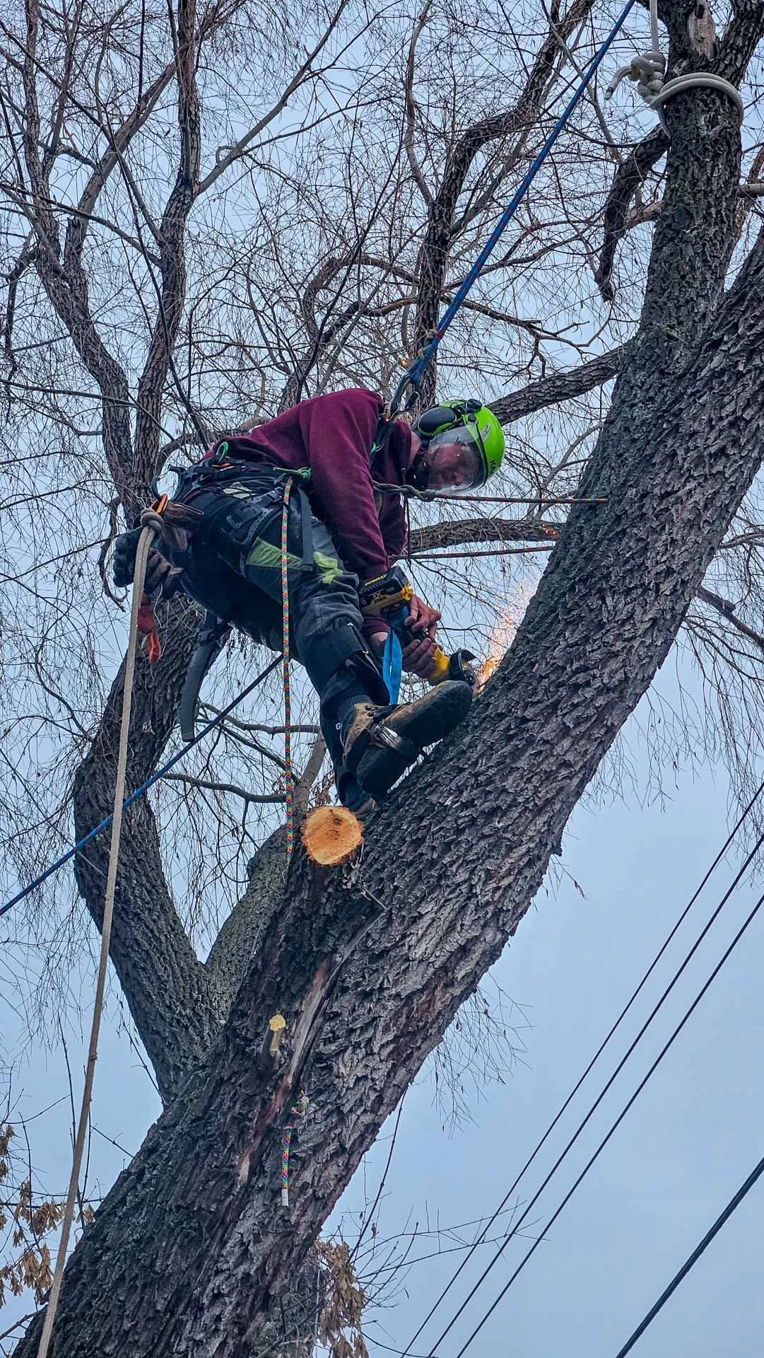 Climbing arborist working in an Edmonton residential yard