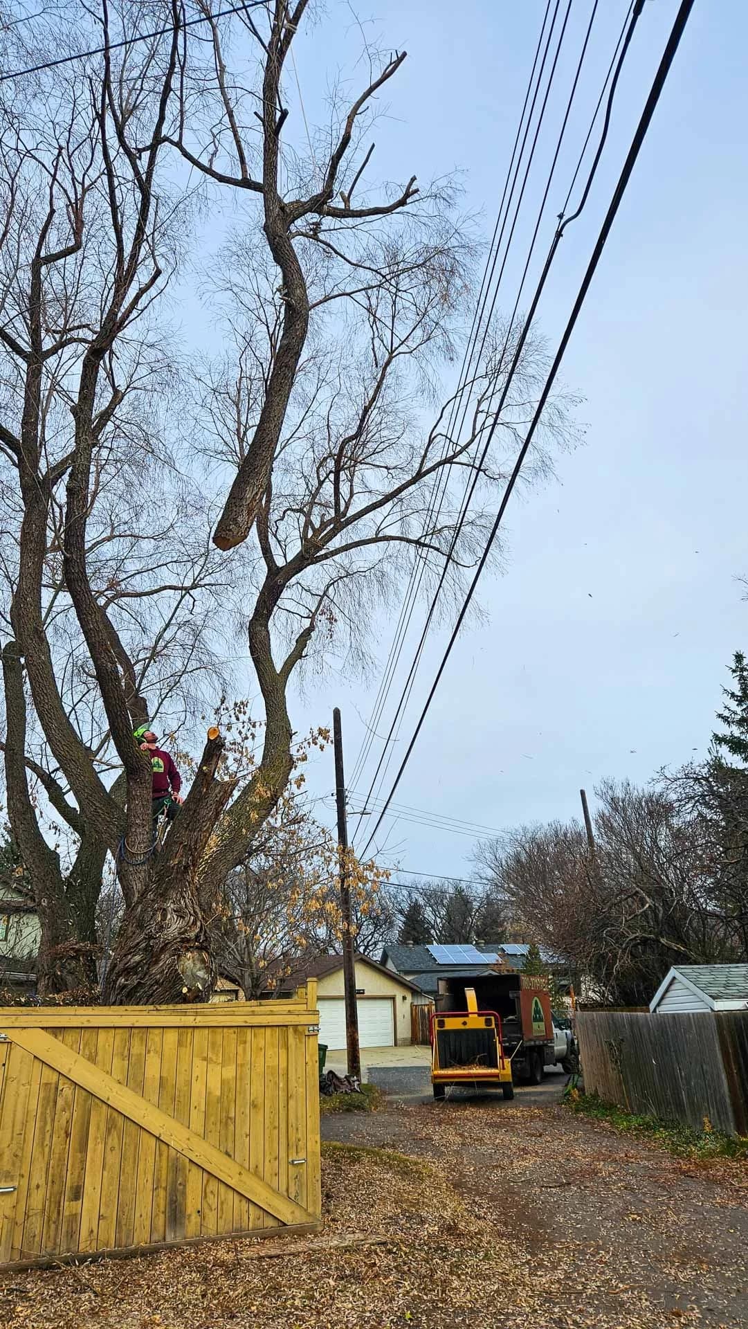 Tree removal in progress on a tight Edmonton lot