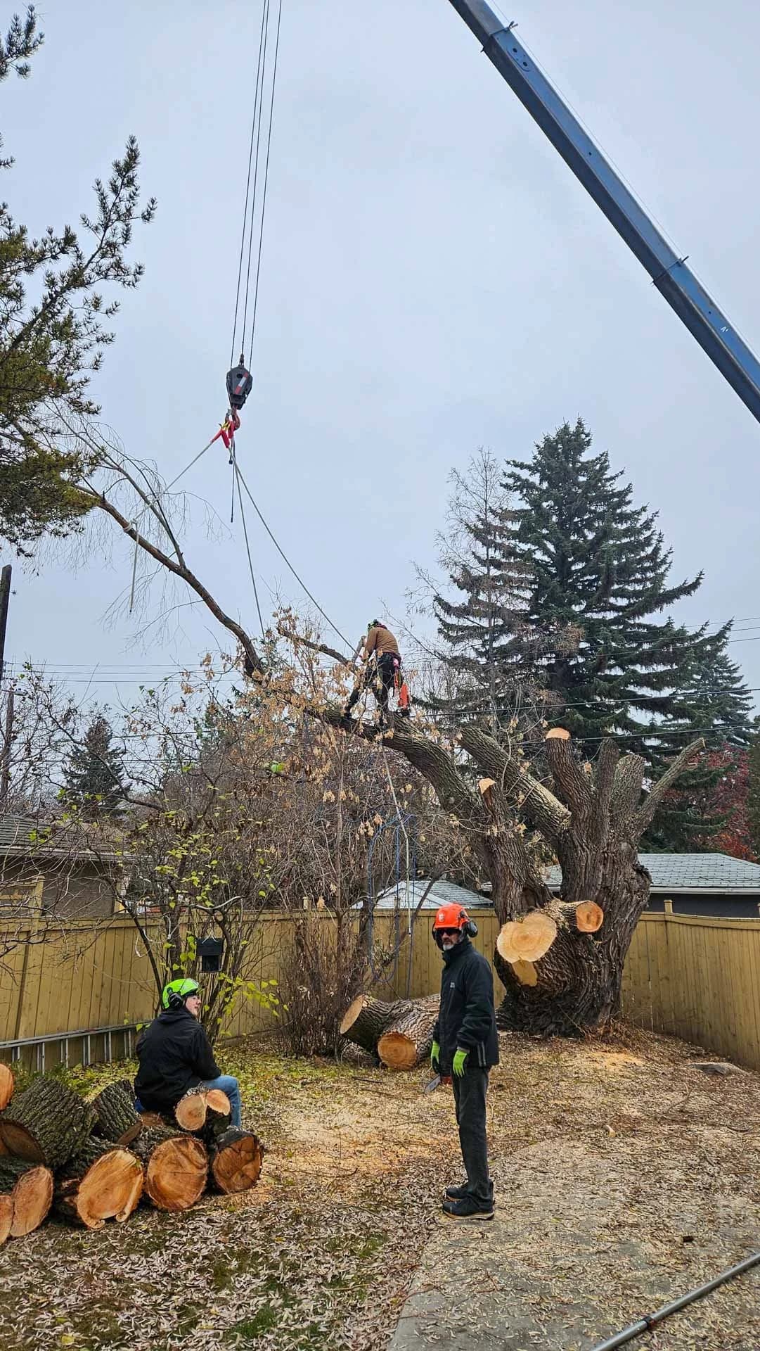 City Tree Service crew on a residential removal