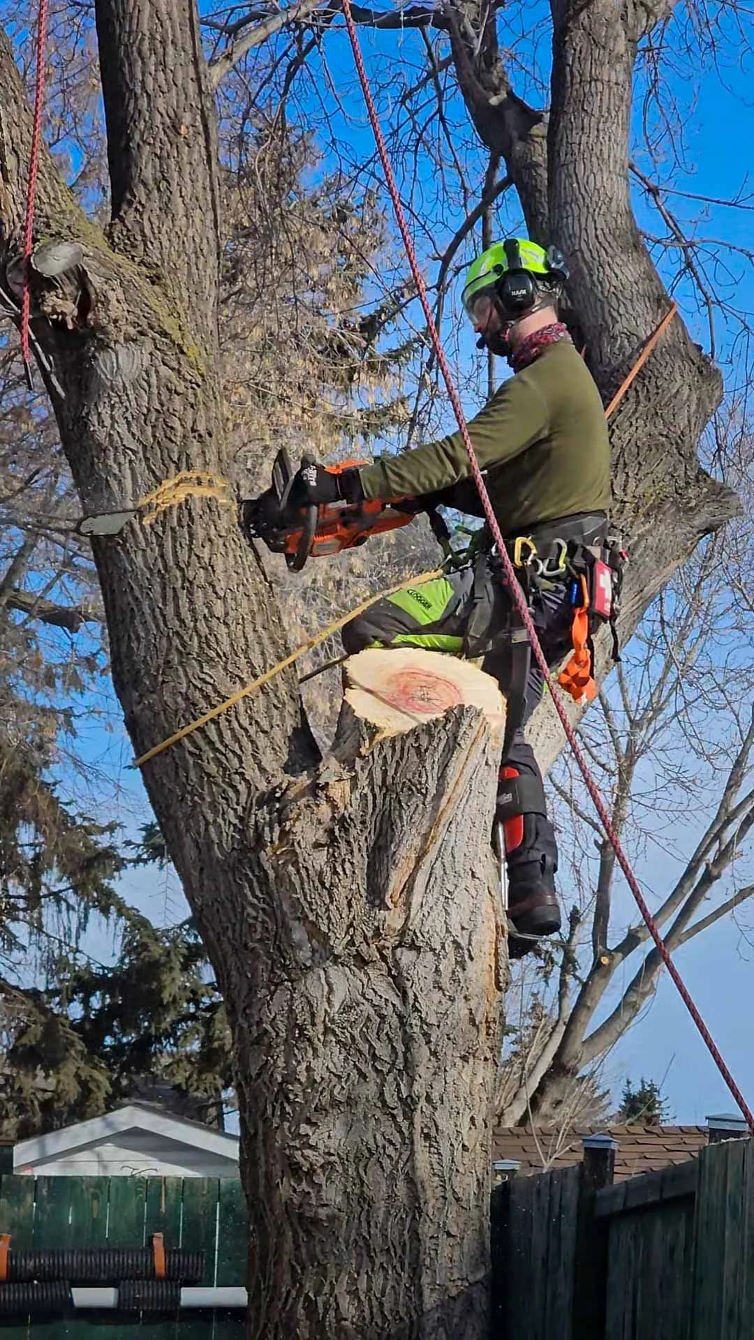 Arborist using chainsaw while secured with rope on a removal