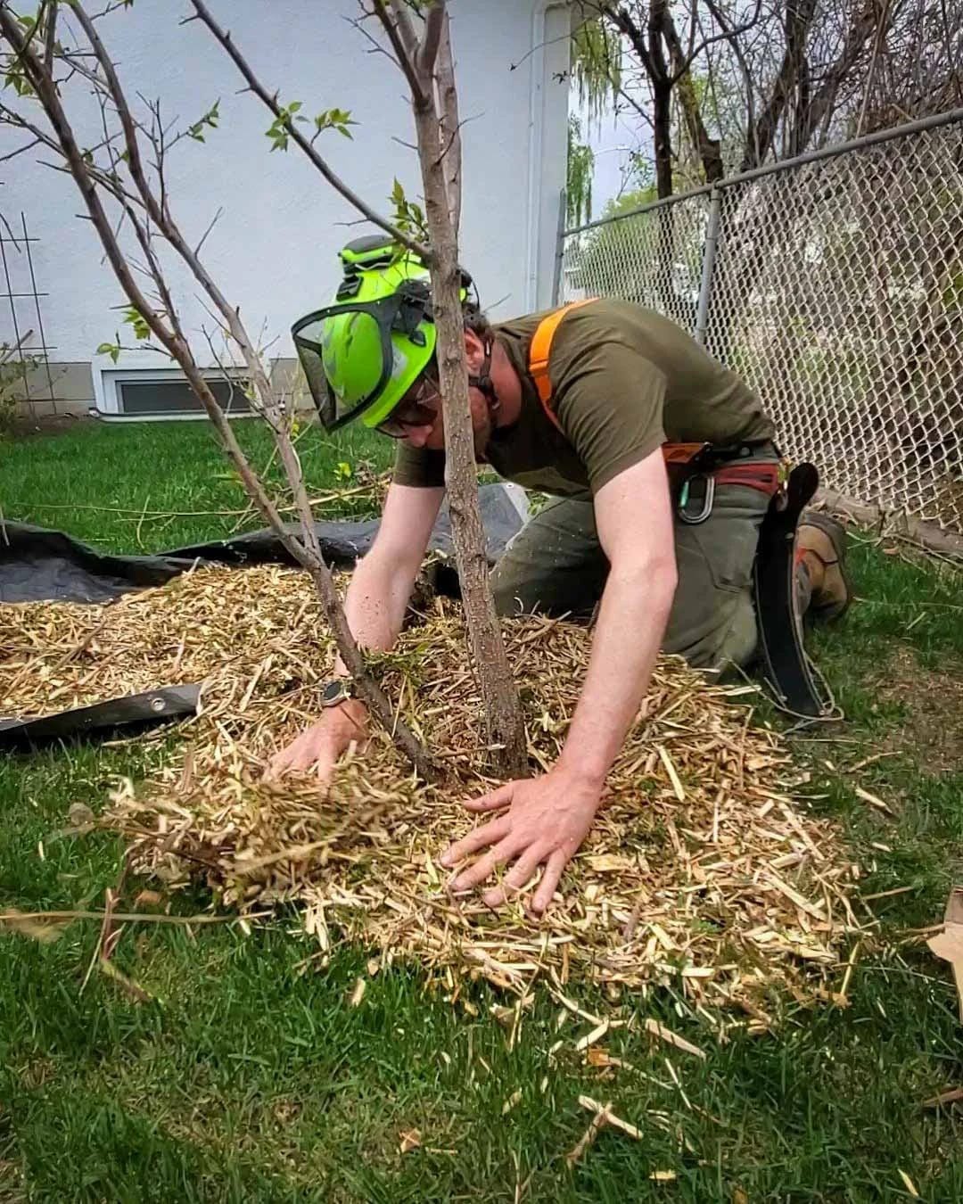 How to Plant a Tree Properly in Edmonton: Step-by-Step Guide